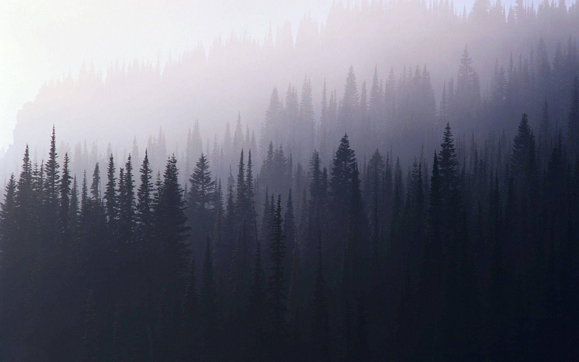 Nebelwald, Tannen, Silhouetten, Dunst, Lila Töne, 16:10, Full-HD-Hintergrundbild für den Desktop