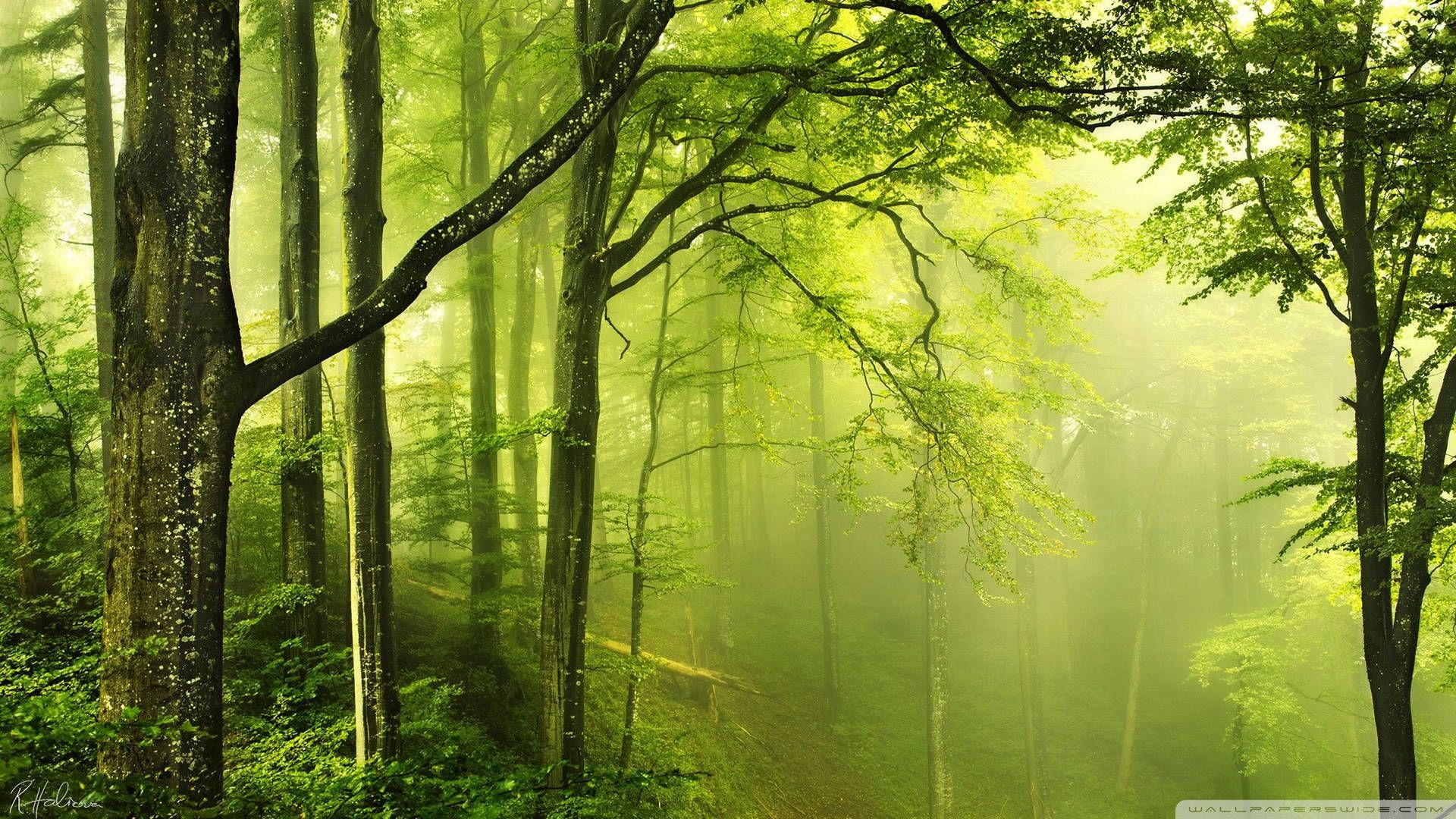 Buchenwald, Grünes Licht, Nebel, Frühling, Laubwald, Full HD 1080p, Desktop-Hintergrundbild