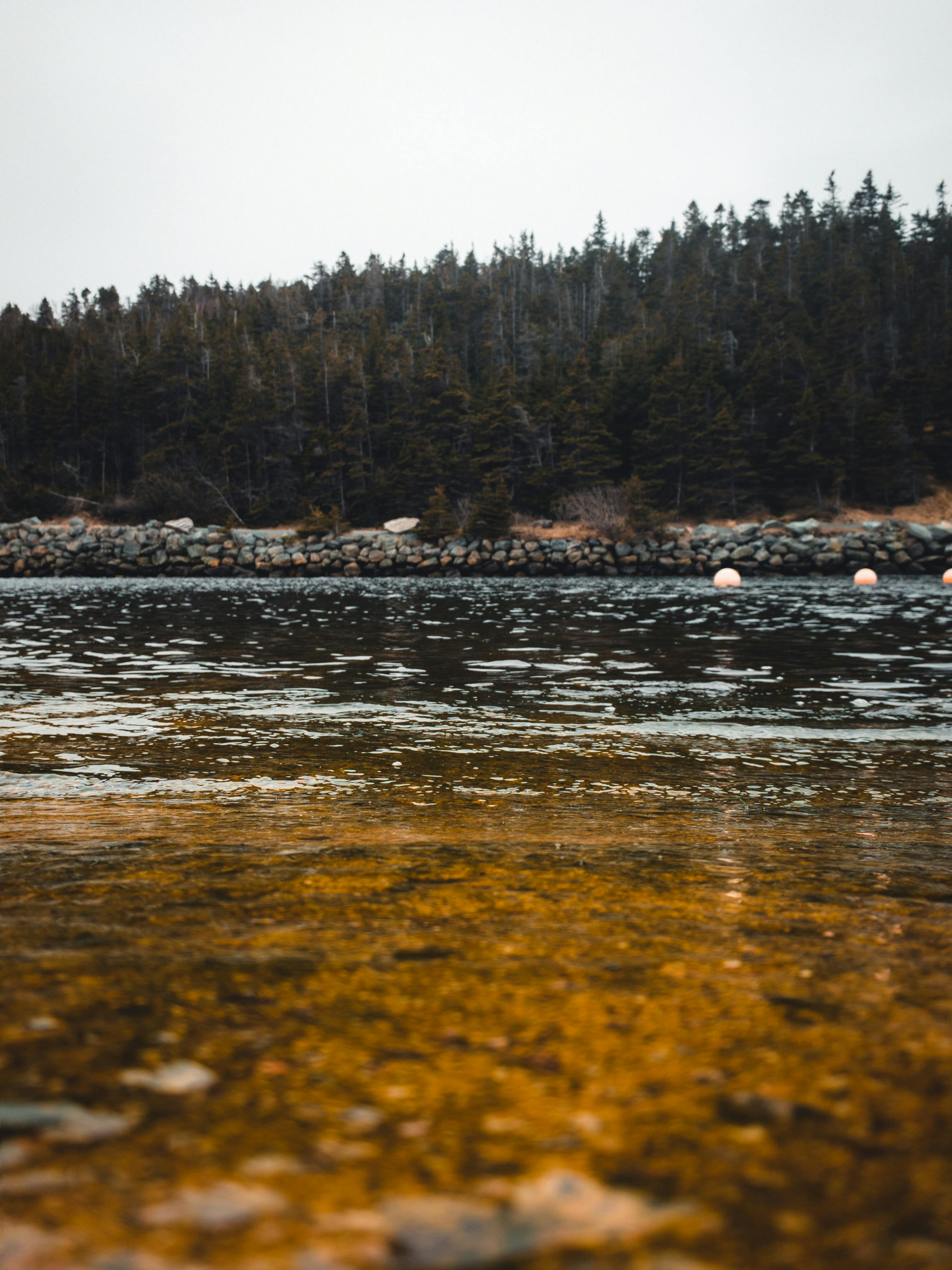 Seeufer, Klares Wasser, Kieselsteine, Nadelwald, Waldsee, Hintergrundbild fürs Tablet