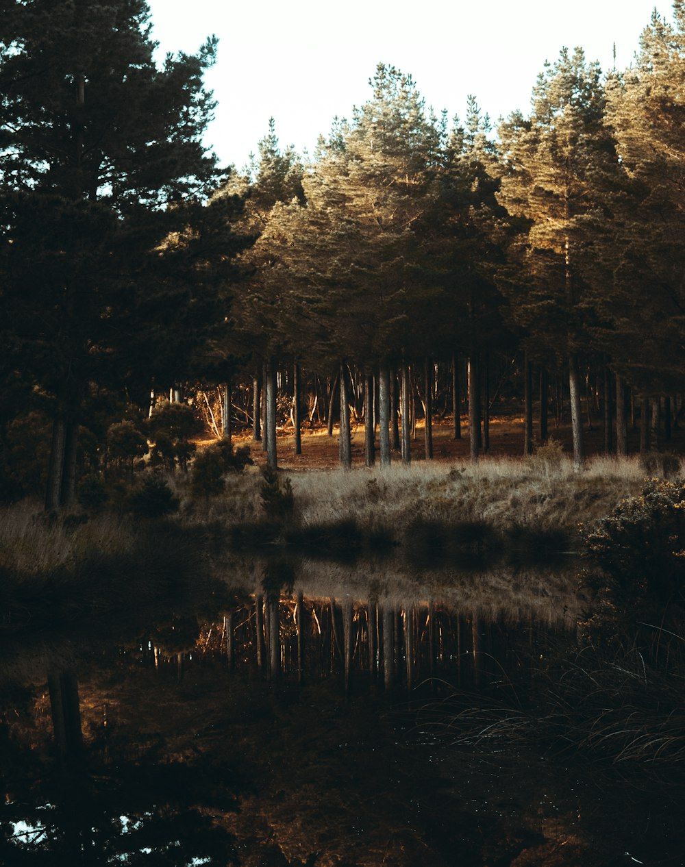 Kiefernwald, Waldsee, Spiegelung, Abendlicht, Dunkel, HD, Hintergrundbild fürs Tablet