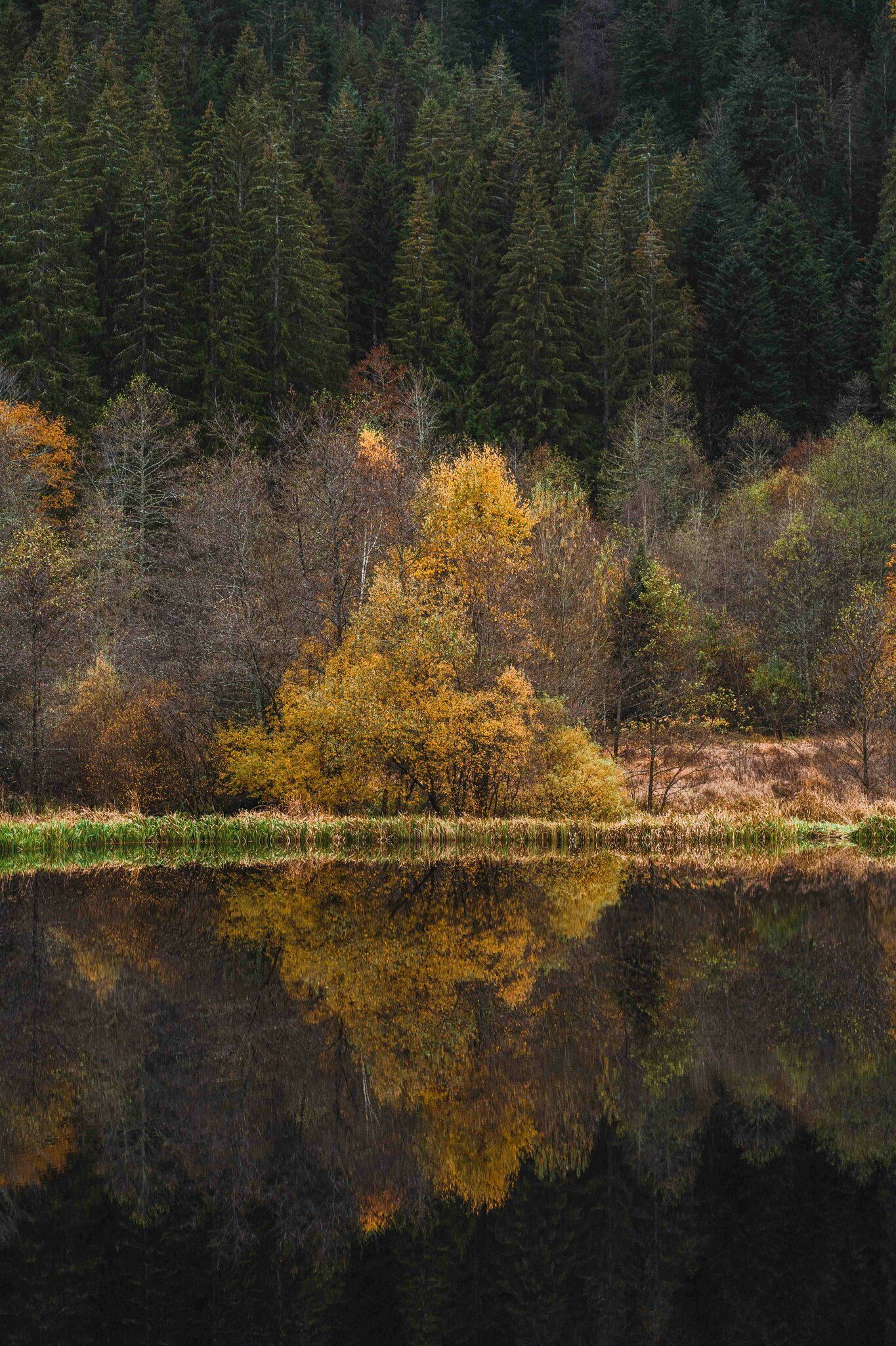 Waldsee, Herbst, Nadelwald, Spiegelung, Goldene Bäume, Full HD, Hintergrundbild fürs Handy