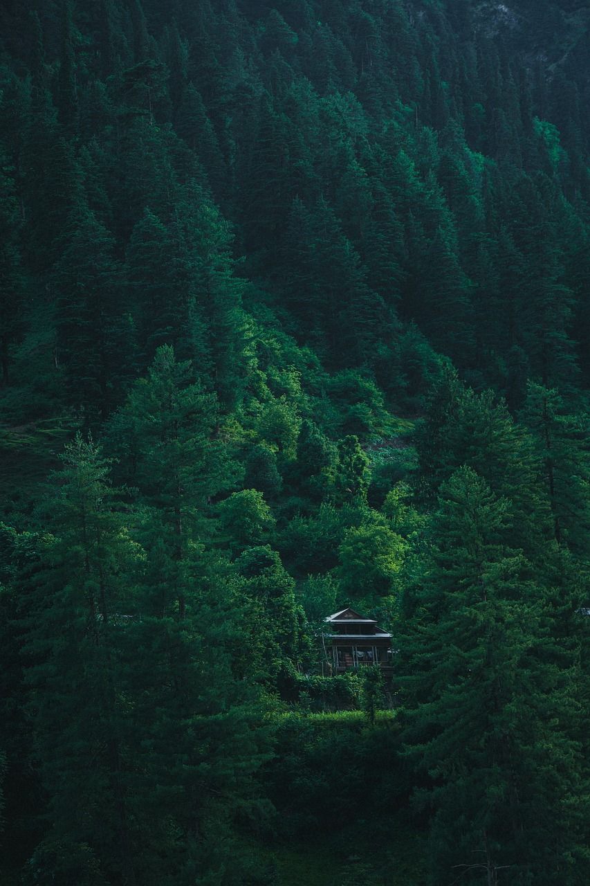 Dichter Wald, Nadelbäume, Hütte, Grüntöne, Berghang, HD, Hintergrundbild fürs Handy