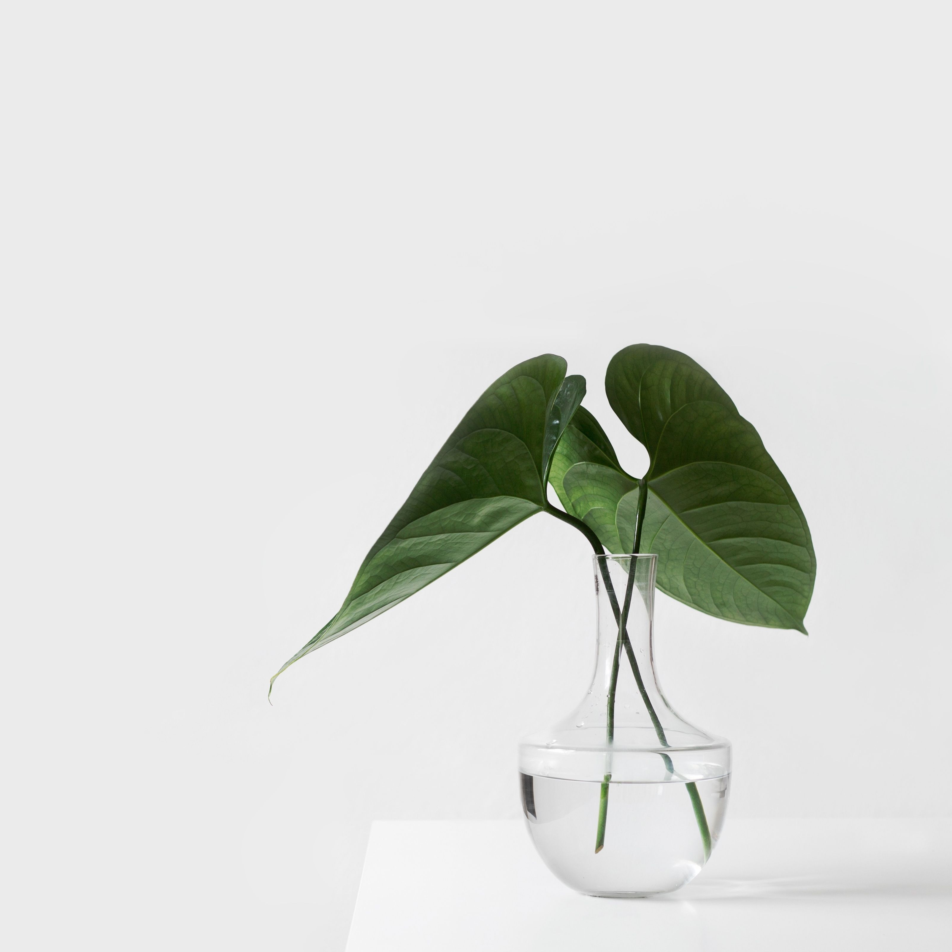 Blätter, Glasvase, Weißer Hintergrund, Minimalistisch, Grün, 2K Wallpaper