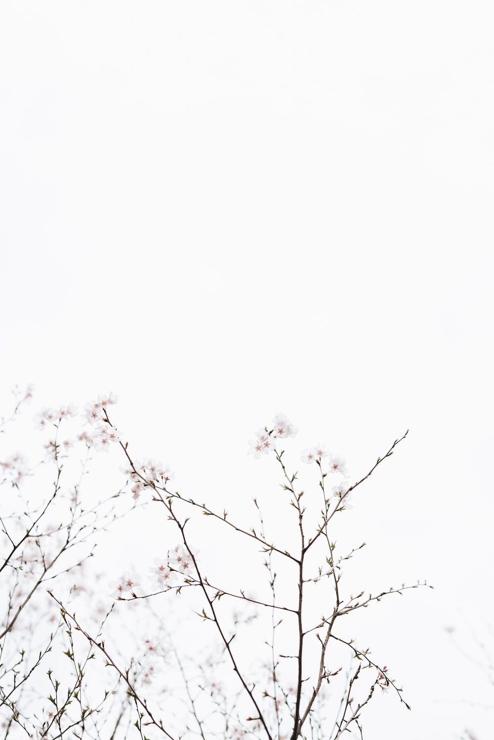 Kirschblütenzweig, Minimalistisch, Weißer Himmel, Zart, HD, Hintergrundbild fürs Tablet