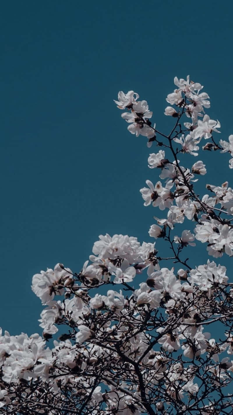 Kirschblüten, Blühender Zweig, Petrolblauer Himmel, Frühling, Sperrbildschirm fürs iPhone