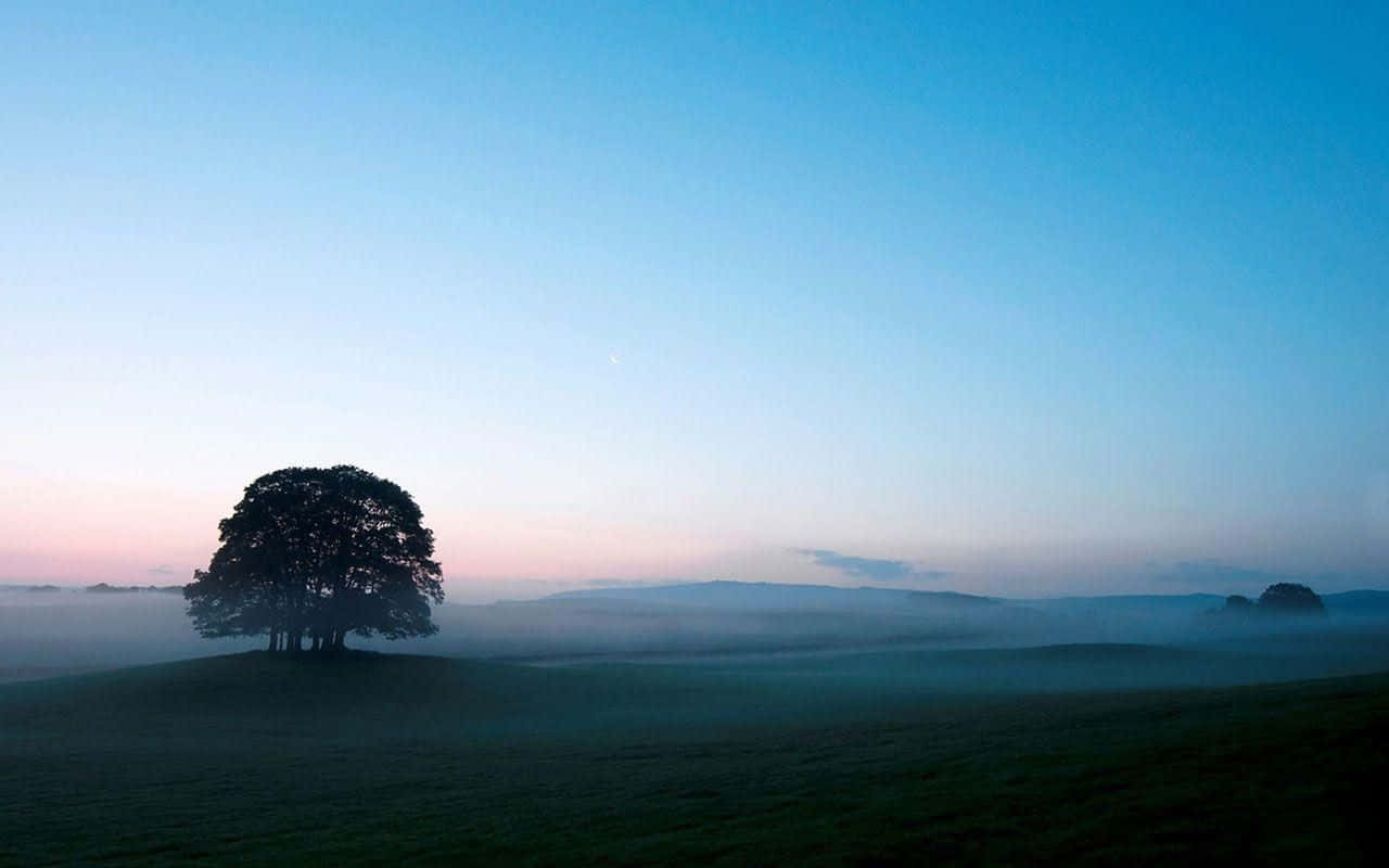 Einzelner Baum, Nebel, Morgengrauen, Wiese, Blauer Himmel, Stille, HD, Desktop-Hintergrund