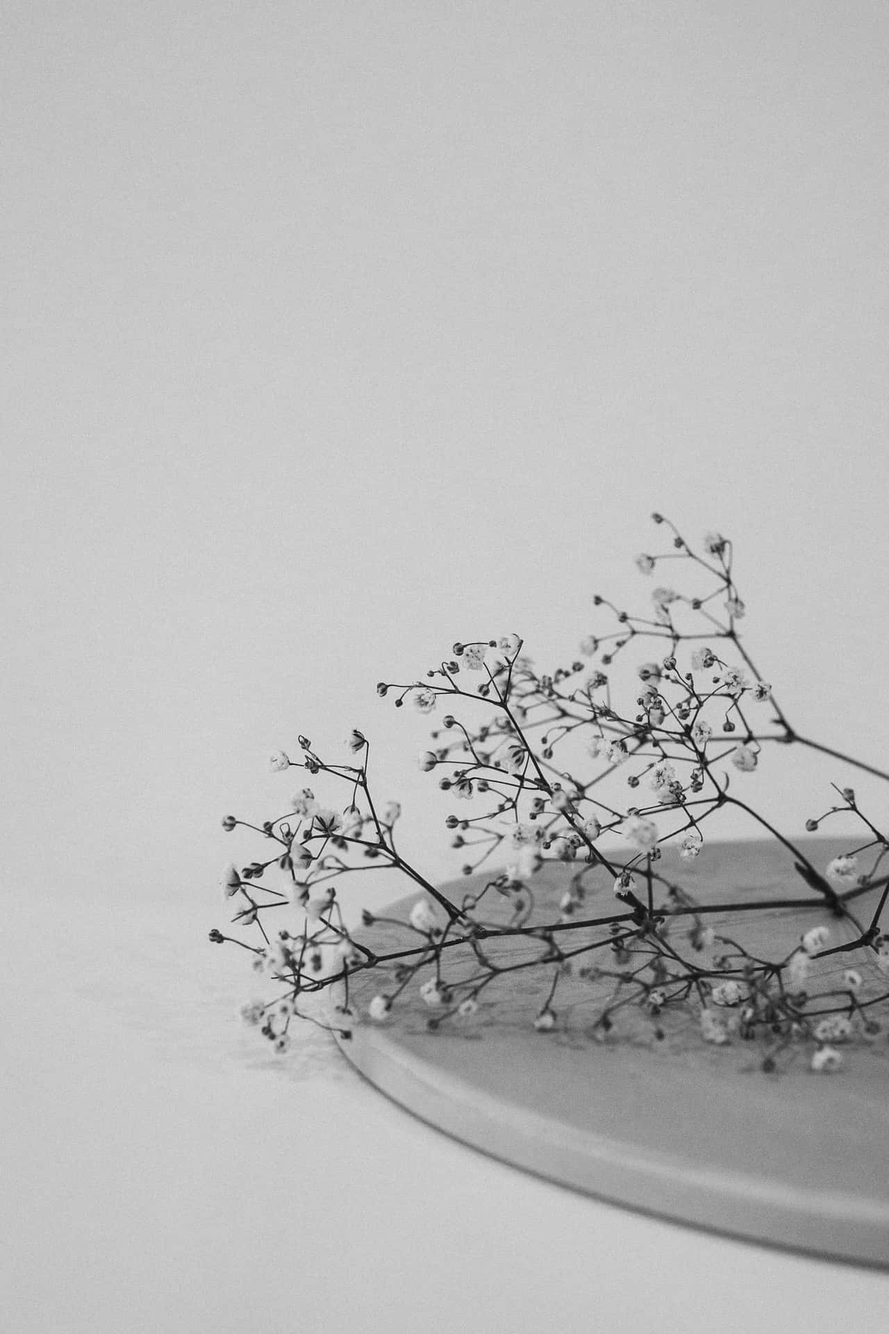 Schleierkraut, Trockenblumen, Grauer Hintergrund, Minimalistisch, Stillleben, Sperrbildschirm