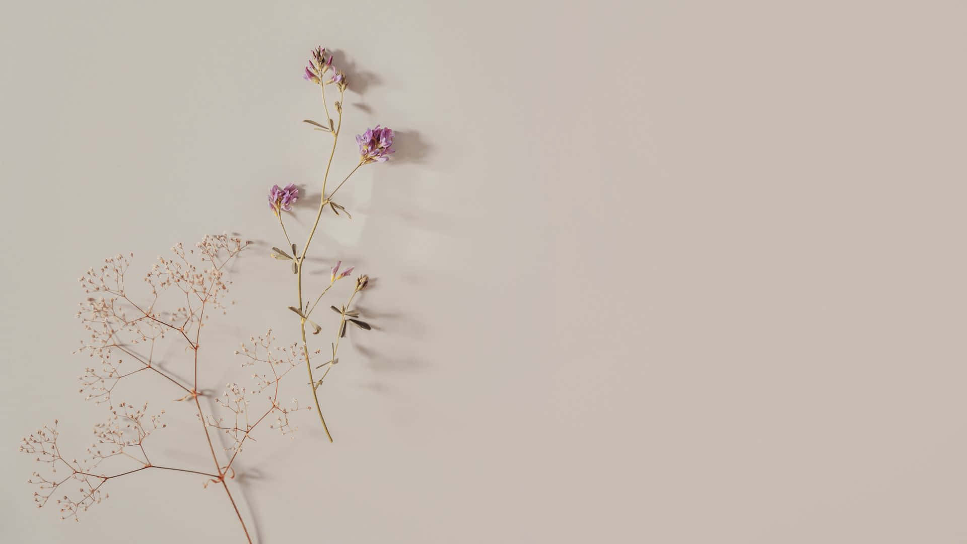 Trockenblumen, Schleierkraut, Beige, Minimalismus, Stillleben, Full-HD-Hintergrundbild für PC