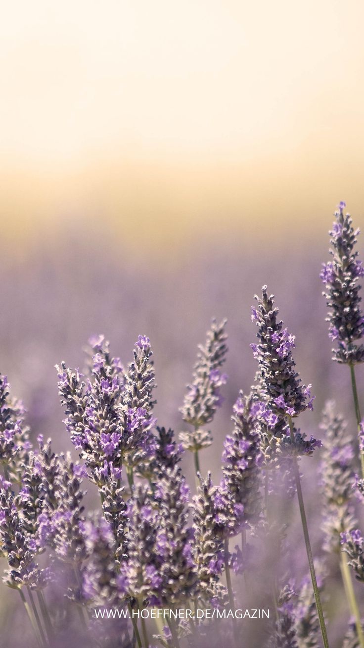 Lavendel, Lavendelfeld, Sonnenuntergang, Unschärfe, Lila, Android-Hintergrundbild