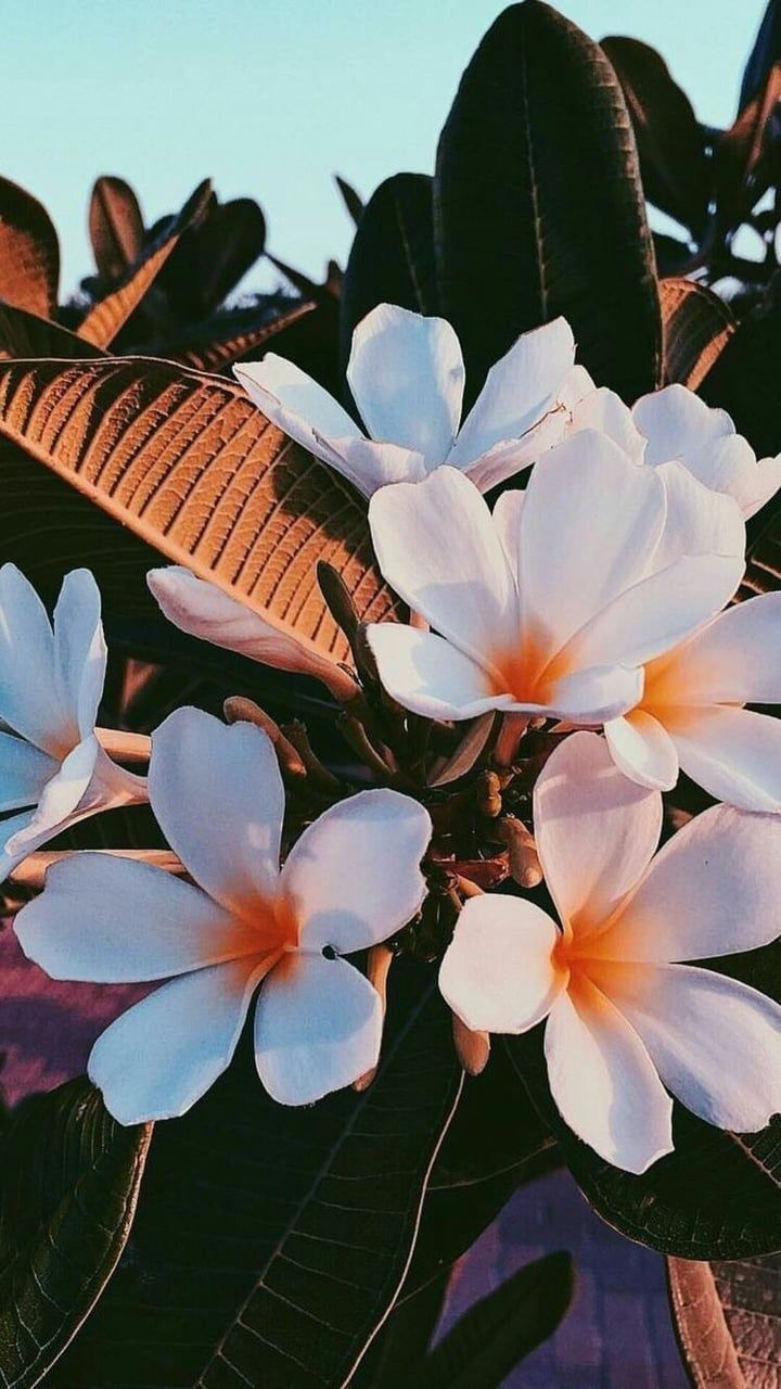 Frangipani, Plumeria, Tropische Blätter, Blüten, Weiß-Orange, HD, Handy-Hintergrund