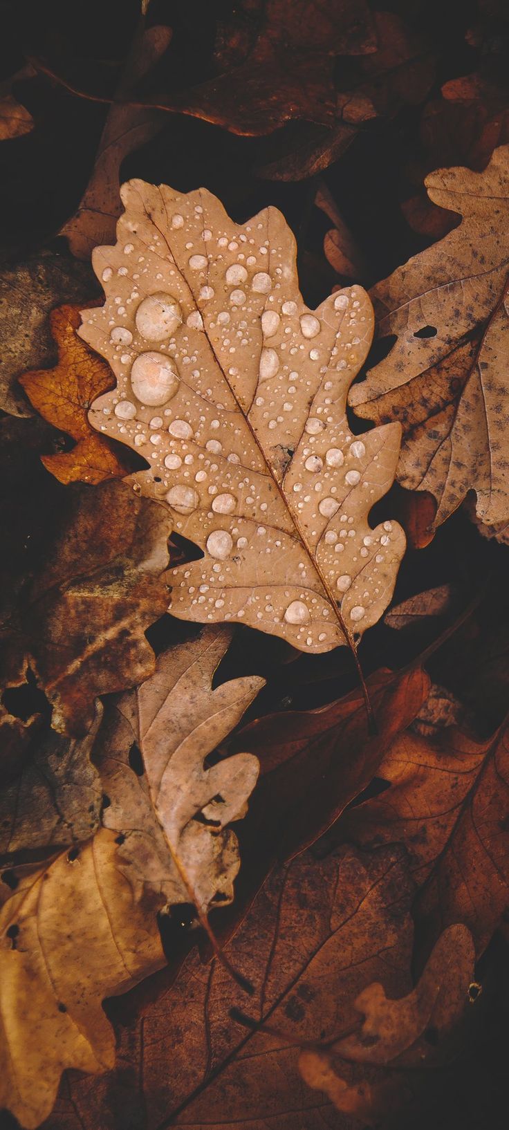 Eichenblatt, Wassertropfen, Laub, Braun, Nahaufnahme, HD, Handy-Hintergrund im Hochformat