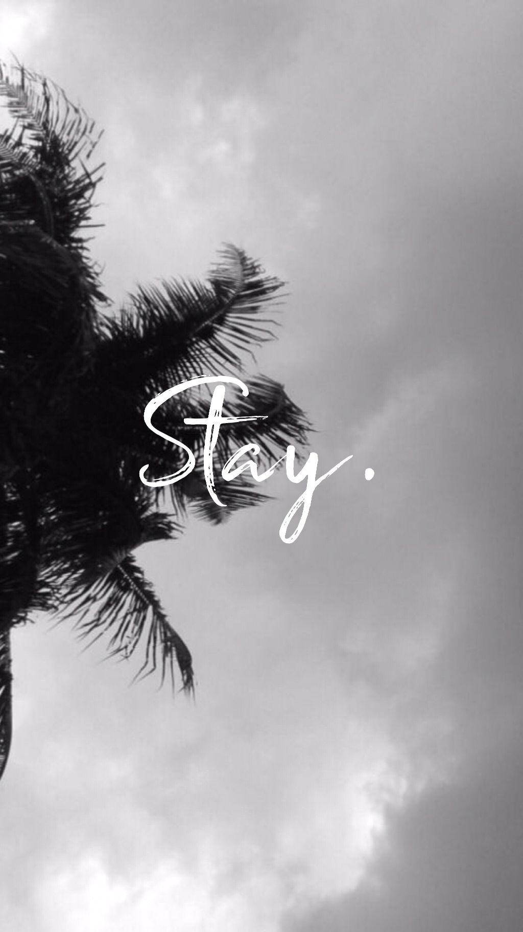 Stay, Schriftzug, Palme, Wolken, Monochrom, HD, Hintergrundbild fürs Handy