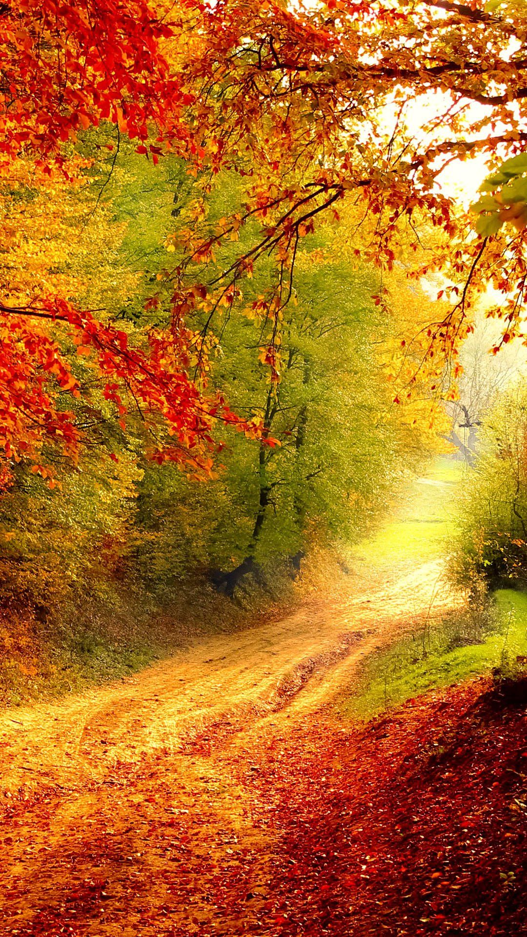 Waldweg, Herbstwald, Sonnenlicht, Bunte Blätter, Gelb, Full HD, Hintergrundbild fürs Handy