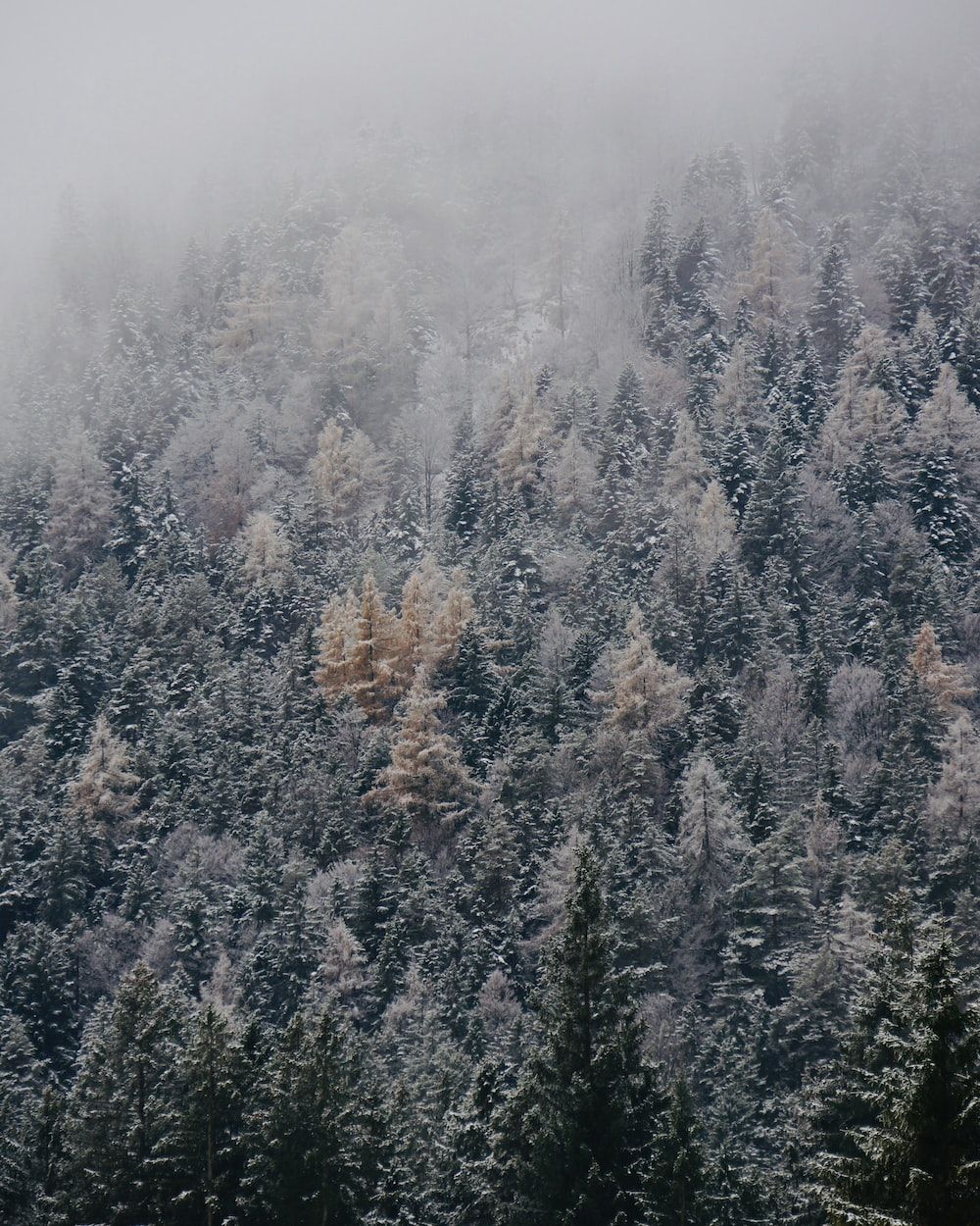 Nadelwald, Nebel, Raureif, Winter, Bergwald, HD, Hintergrundbild fürs Tablet
