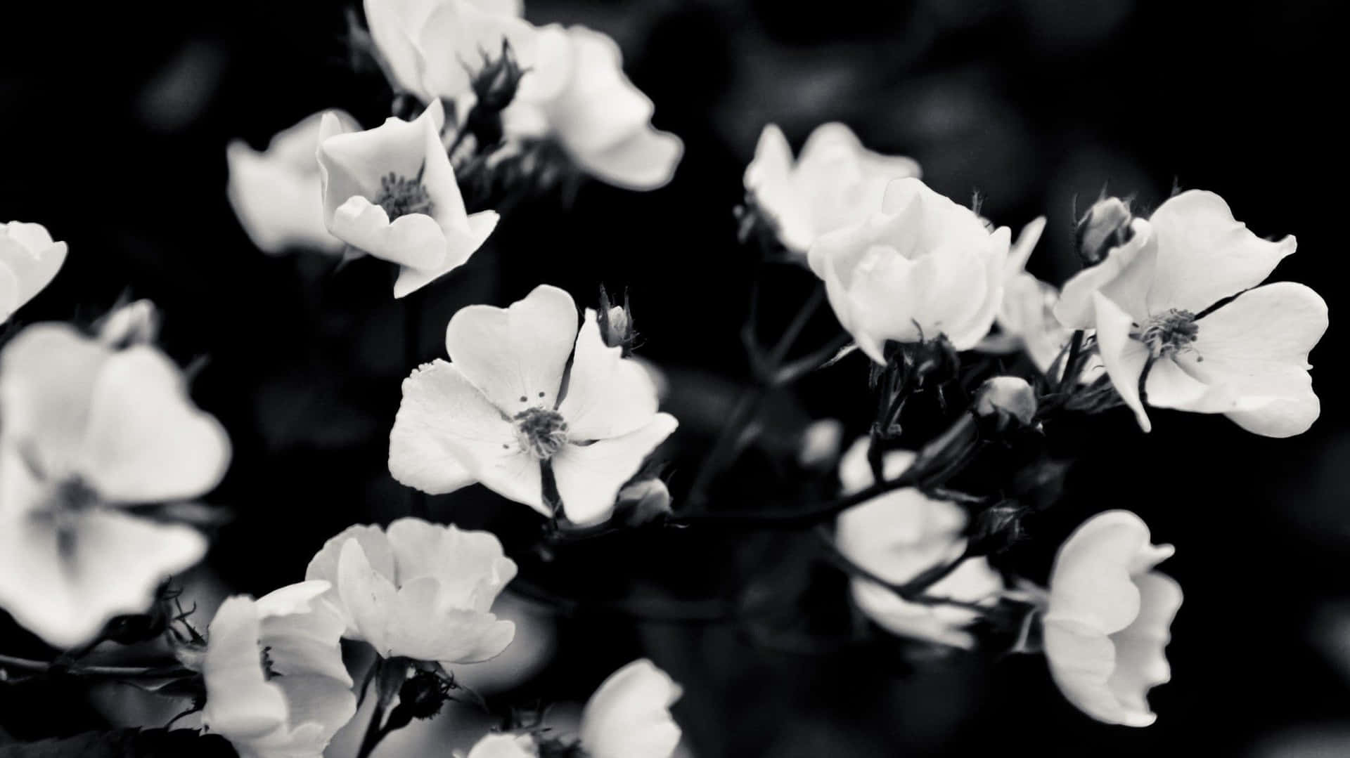 Wildrosen, Blüten, Dunkler Hintergrund, Monochrom, Full HD Wallpaper