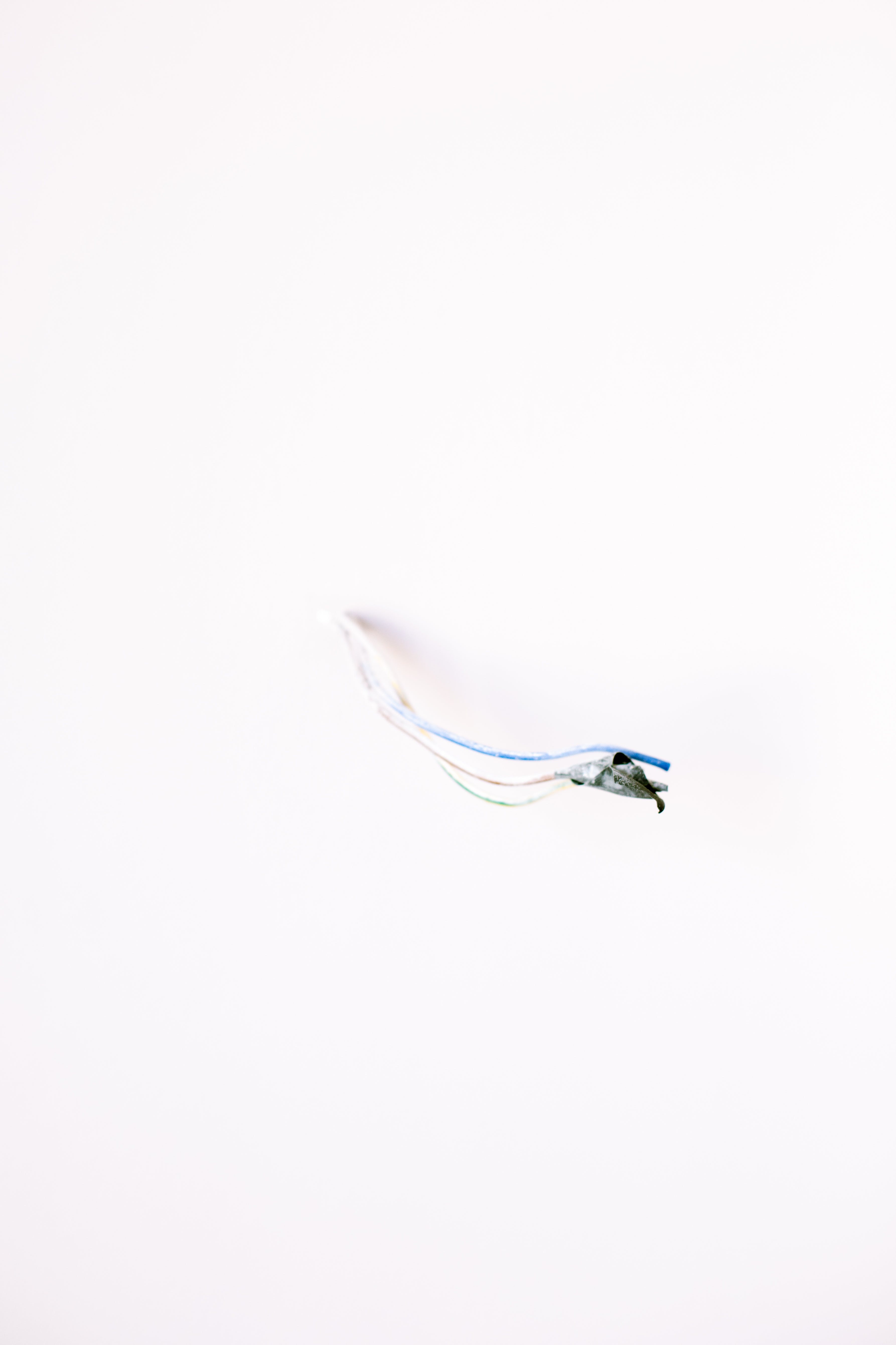 Feder, Weißer Hintergrund, Minimalistisch, Hell, Zart, QHD+, Sperrbildschirm fürs iPhone