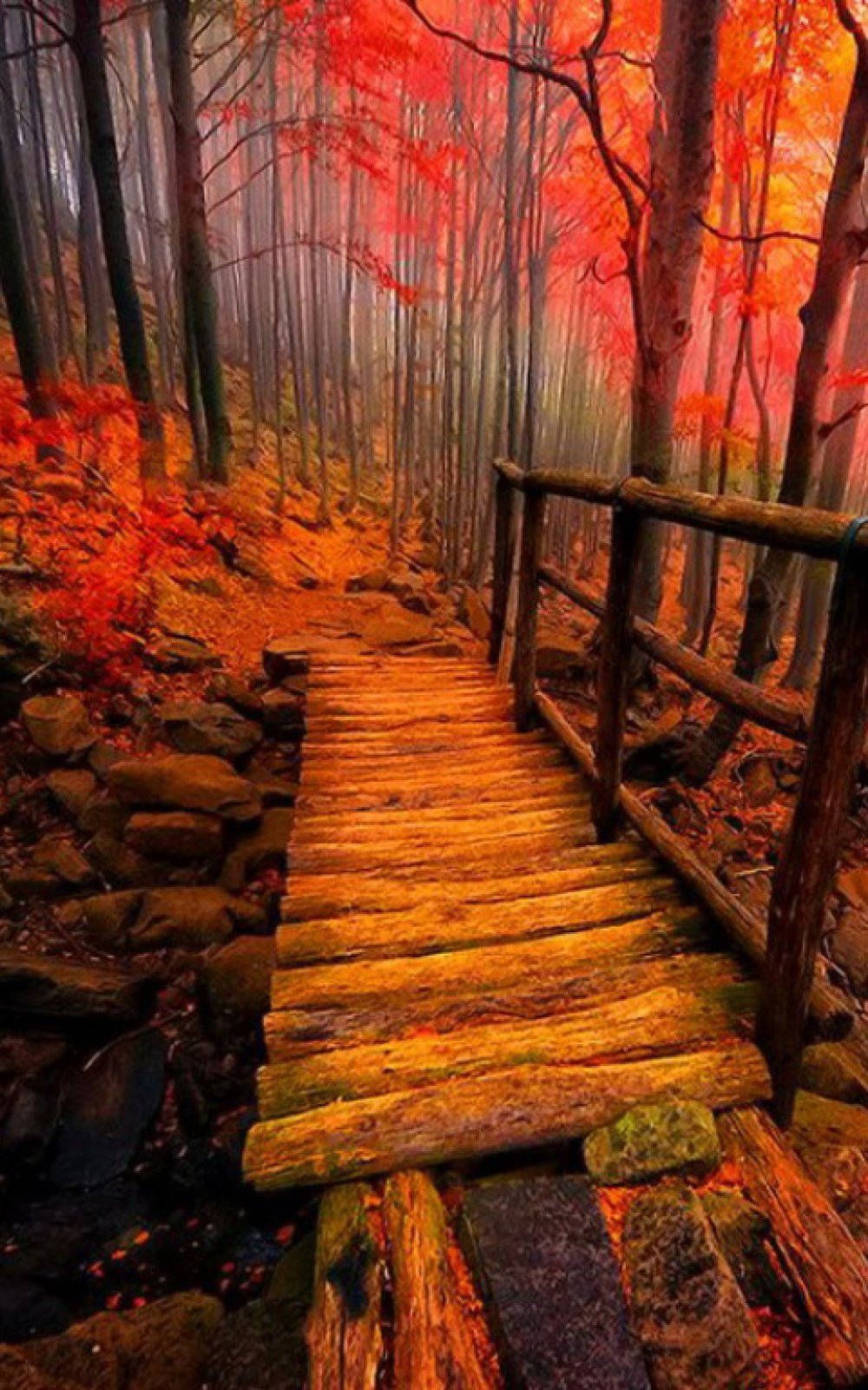 Holzsteg, Roter Wald, Treppen, Nebel, Herbstlaub, HD, Sperrbildschirm fürs iPhone