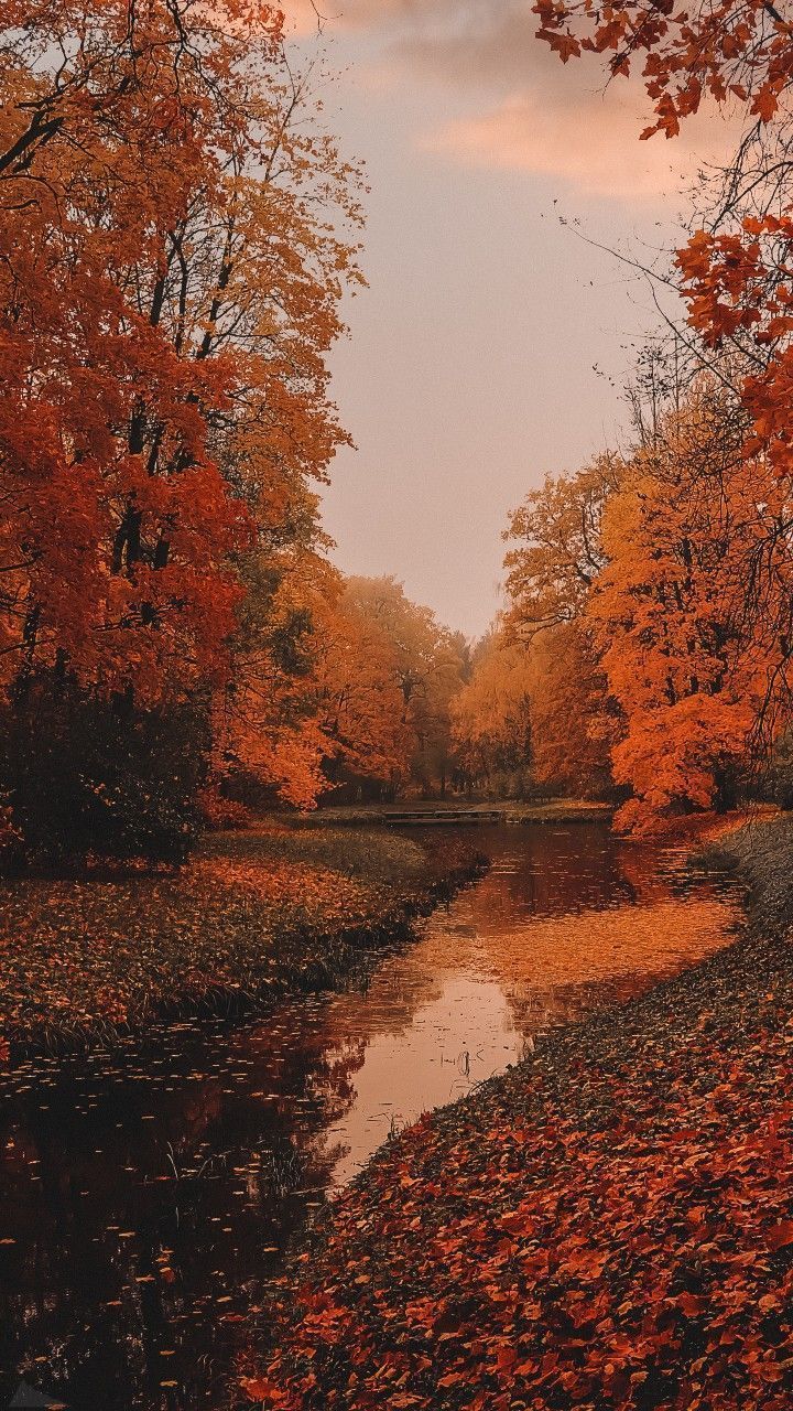 Fluss, Herbstwald, Spiegelung, Dämmerung, Orange, HD, Sperrbildschirm fürs iPhone