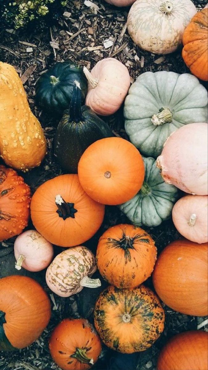 Kürbisse, Zierkürbisse, Ernte, Bunt, Draufsicht, Hochformat, Hintergrundbild fürs Smartphone
