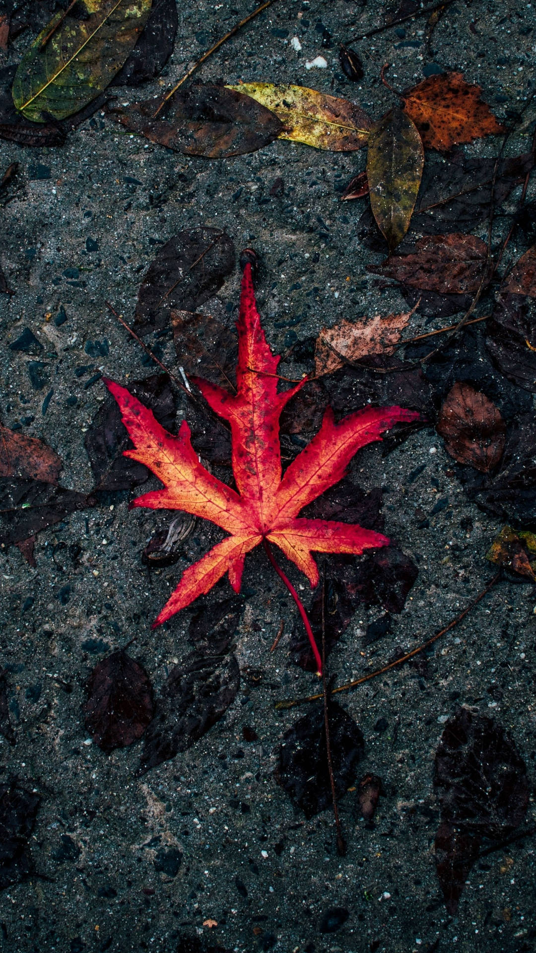 Rotes Ahornblatt, Asphalt, Dunkel, Kontrast, Nahaufnahme, 1080x1920, Handy-Hintergrund