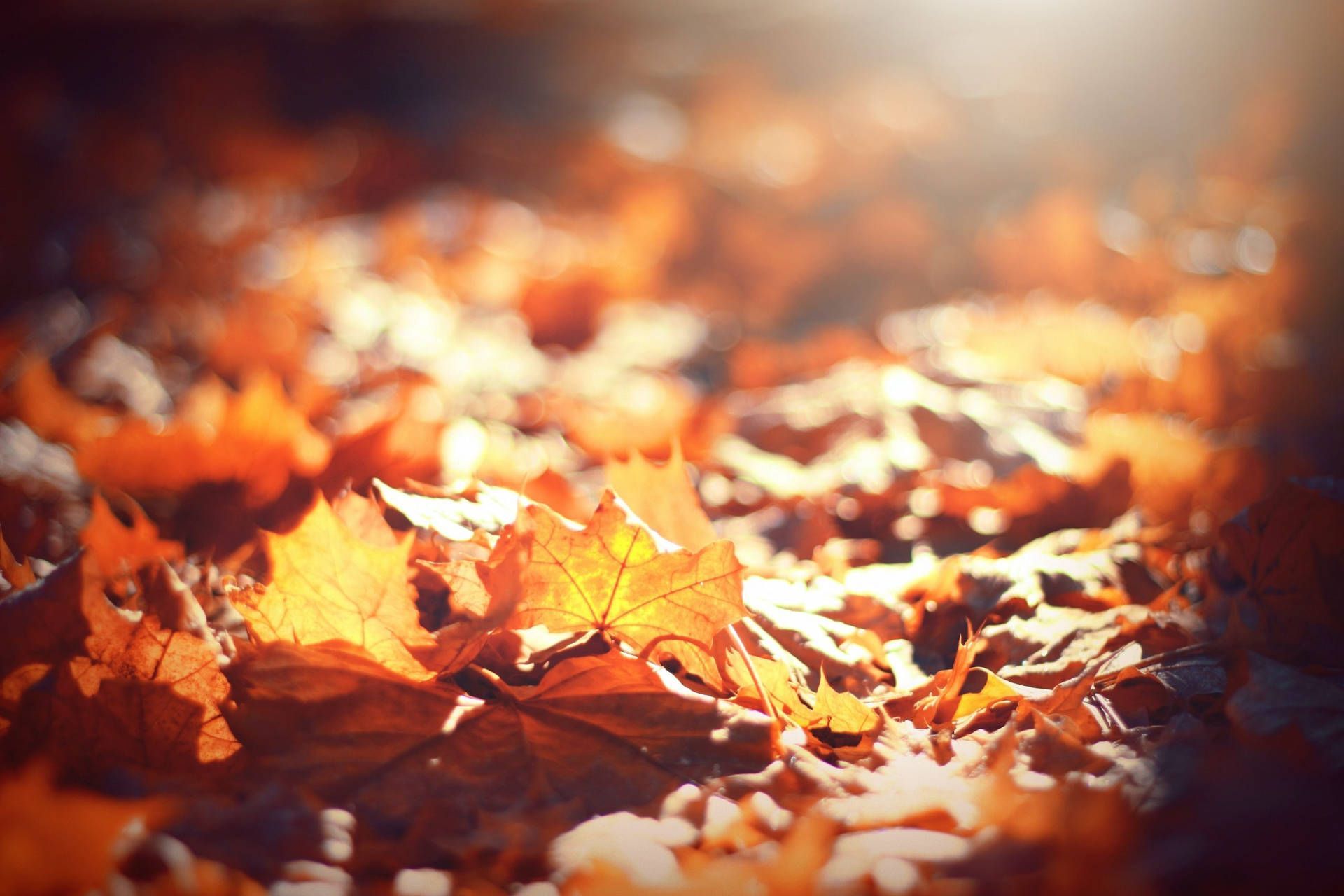 Herbstlaub, Bokeh, Waldboden, Orange, Unschärfe, Full HD, Desktop-Hintergrund für Windows