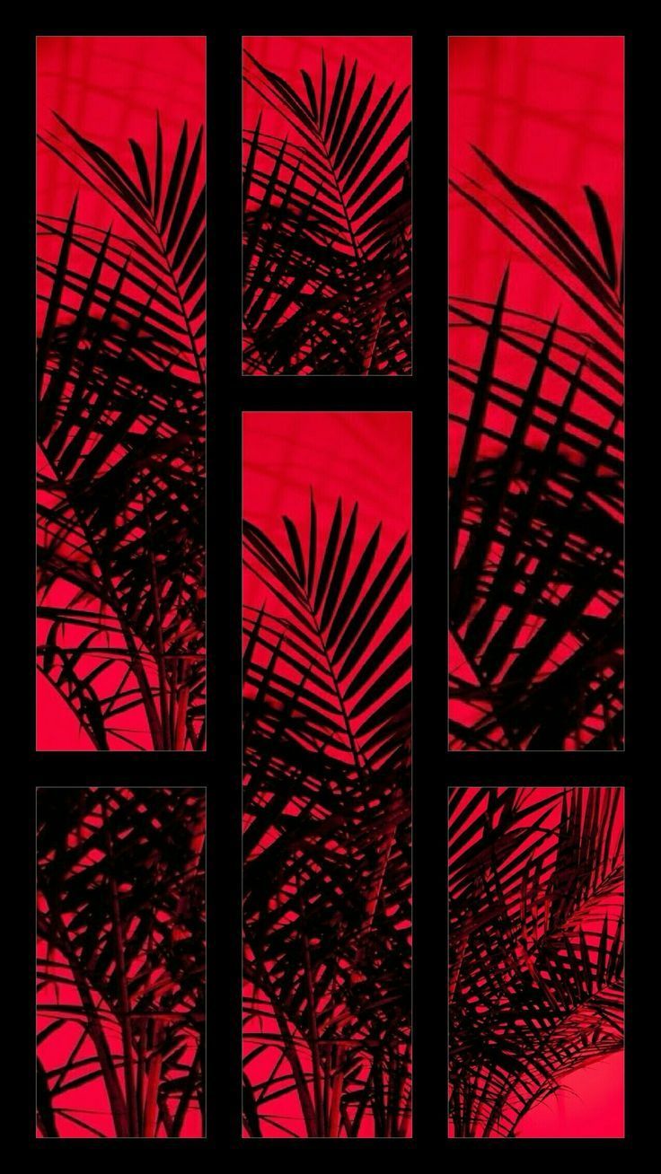 Palmblätter, Silhouette, Rot, Fensterrahmen, Schwarz, HD, Hintergrundbild fürs Handy
