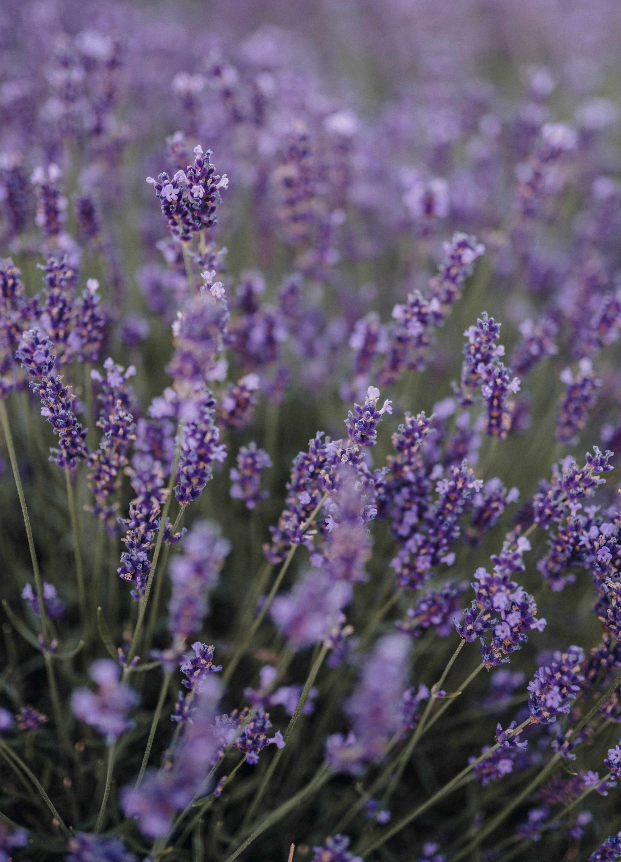Lavendel, Lavendelblüten, Lila, Nahaufnahme, Sommer, QHD+, Hintergrundbild fürs Tablet