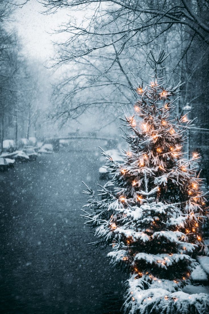 Verschneiter Baum, Lichterkette, Winter, Schnee, Wald, HD, Handy-Hintergrund im Hochformat