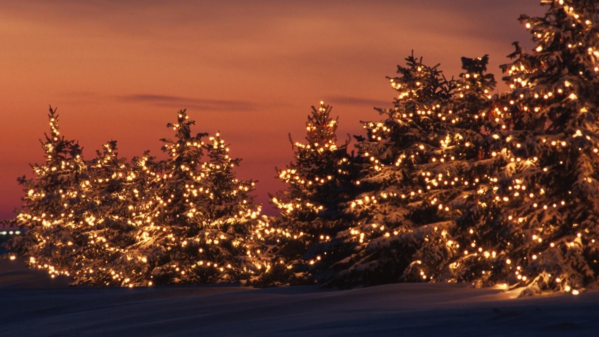 Tannenbäume, Lichterketten, Dämmerung, Winter, Gold, 1920x1080, Full-HD-Hintergrundbild für PC