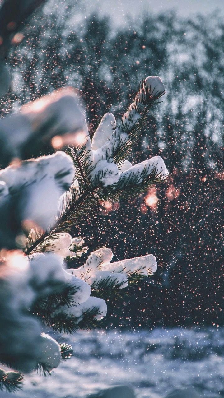 Verschneite Zweige, Schneefall, Winter, Lichter, Tanne, HD, Hintergrundbild fürs Handy