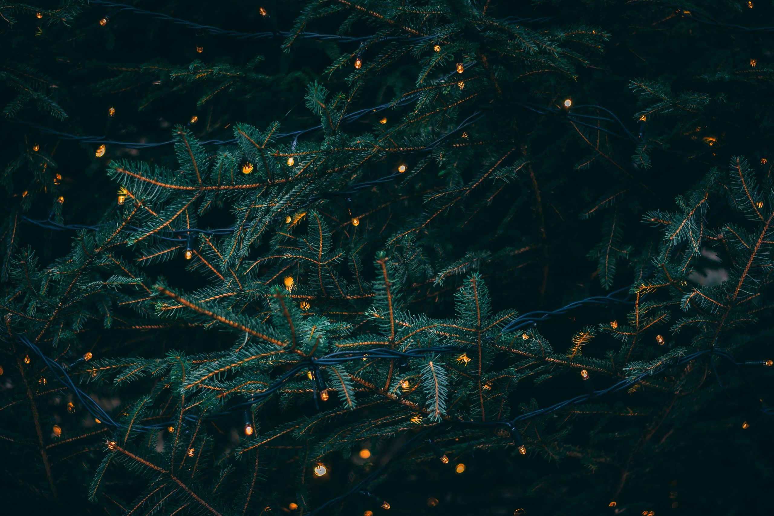 Tannenzweige, Lichter, Dunkelgrün, Nahaufnahme, Textur, 2K, Hintergrundbild für den PC