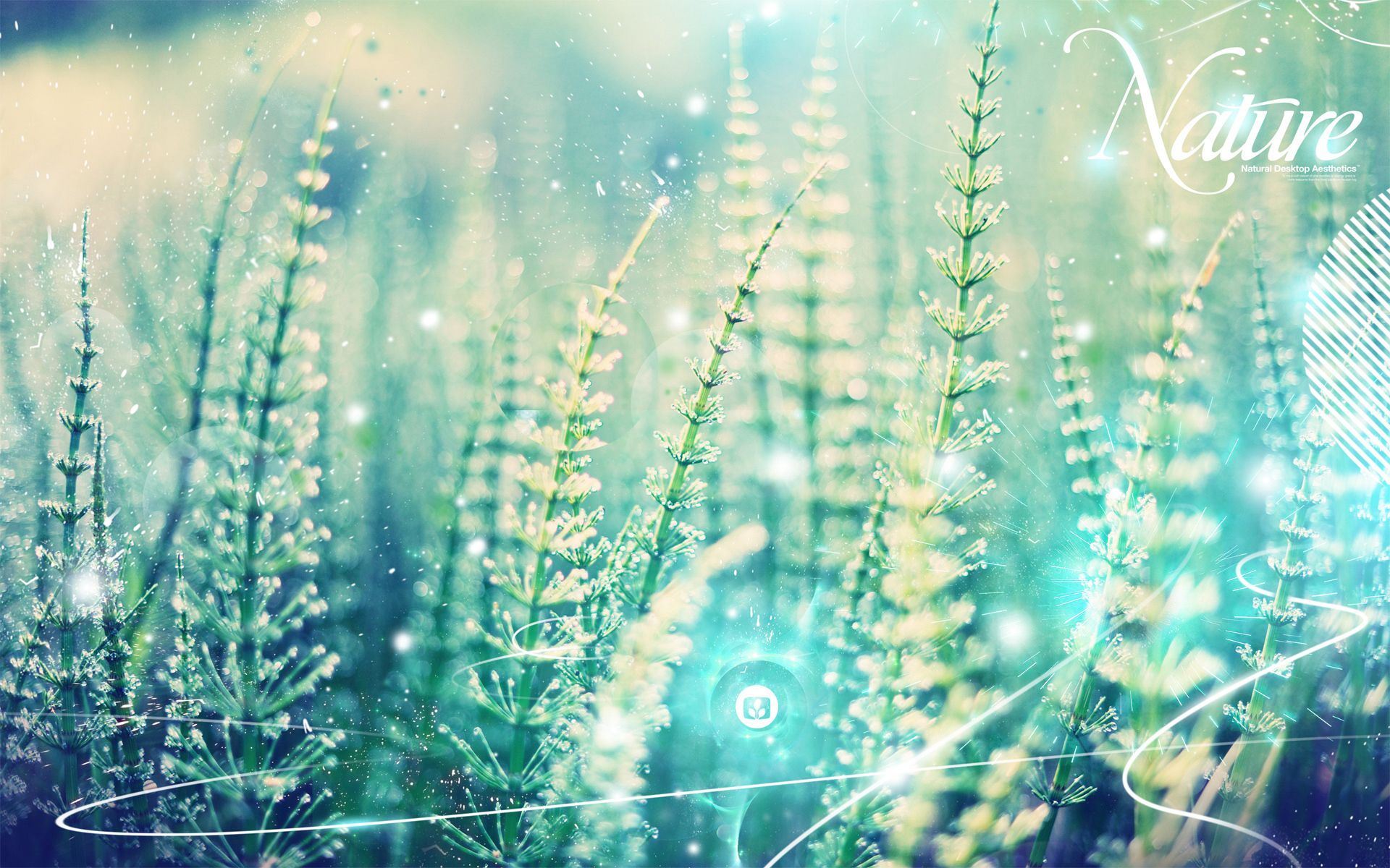 Nature, Gräser, Tautropfen, Bokeh, Makro, Türkis, 16:10, Full-HD-Hintergrundbild für den Desktop