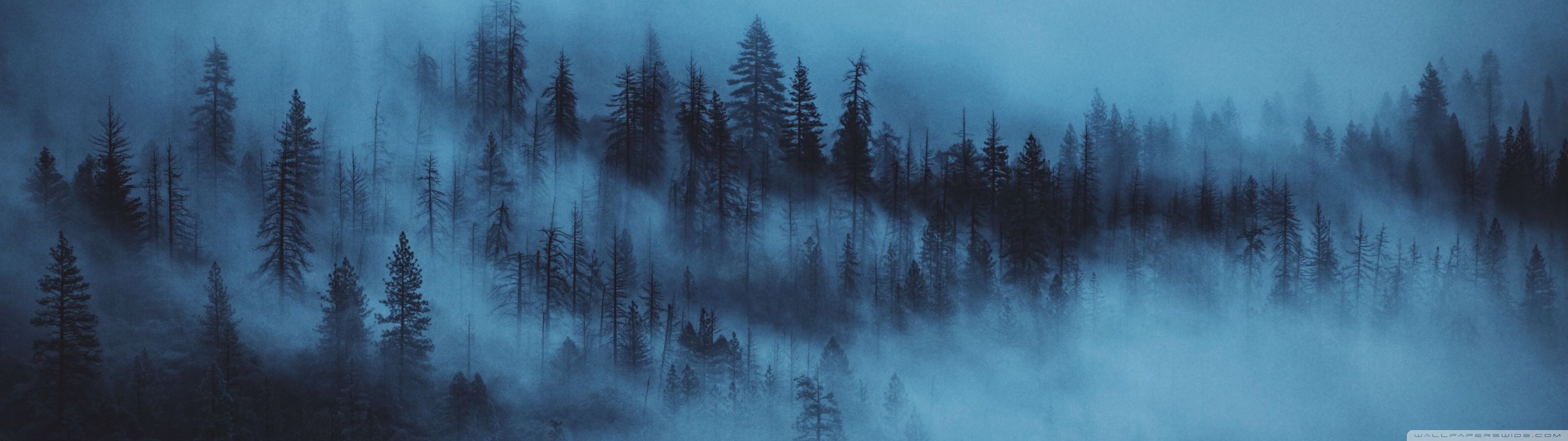 Nebel, Wald, Tannen, Blau, Mystisch, Full HD, Desktop-Hintergrund für Windows