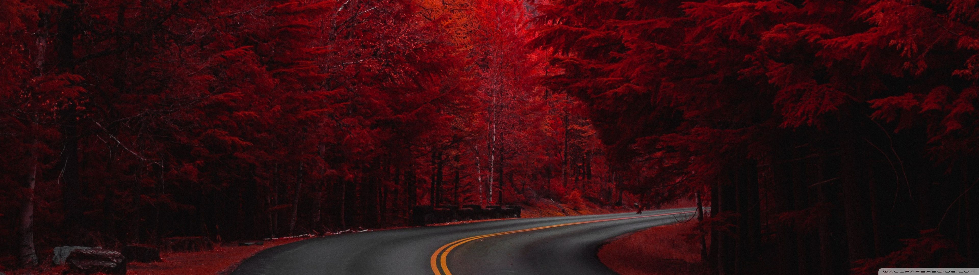 Wald, Rote Bäume, Straße, Herbst, Kurve, 32:9, Full-HD-Hintergrundbild für den Desktop