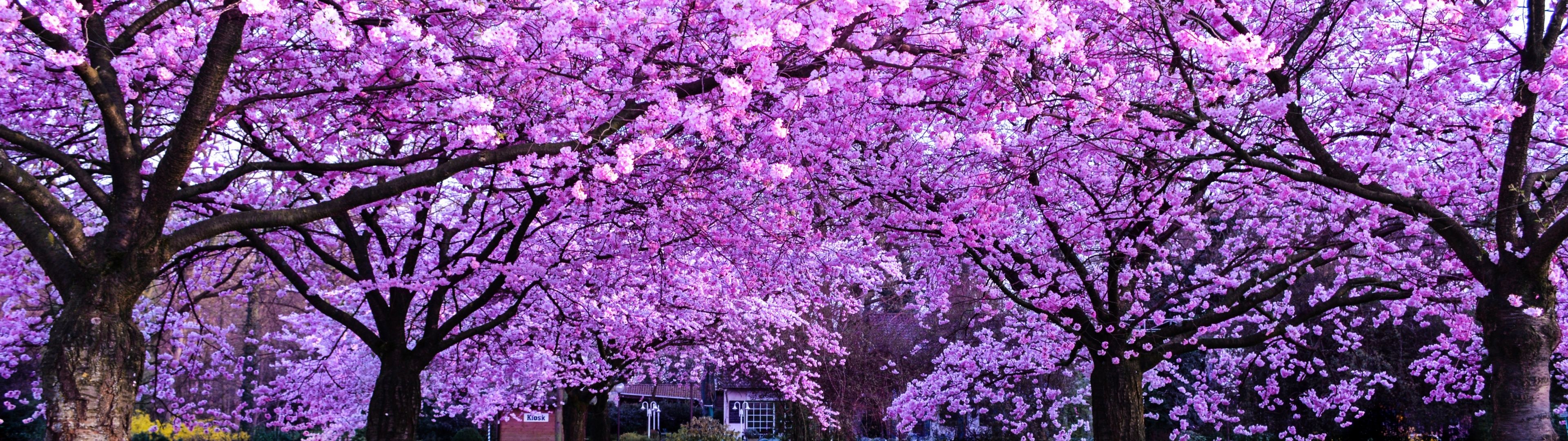 Kirschblüten, Lila, Bäume, Frühling, Allee, Full HD, Desktop-Hintergrund für Windows