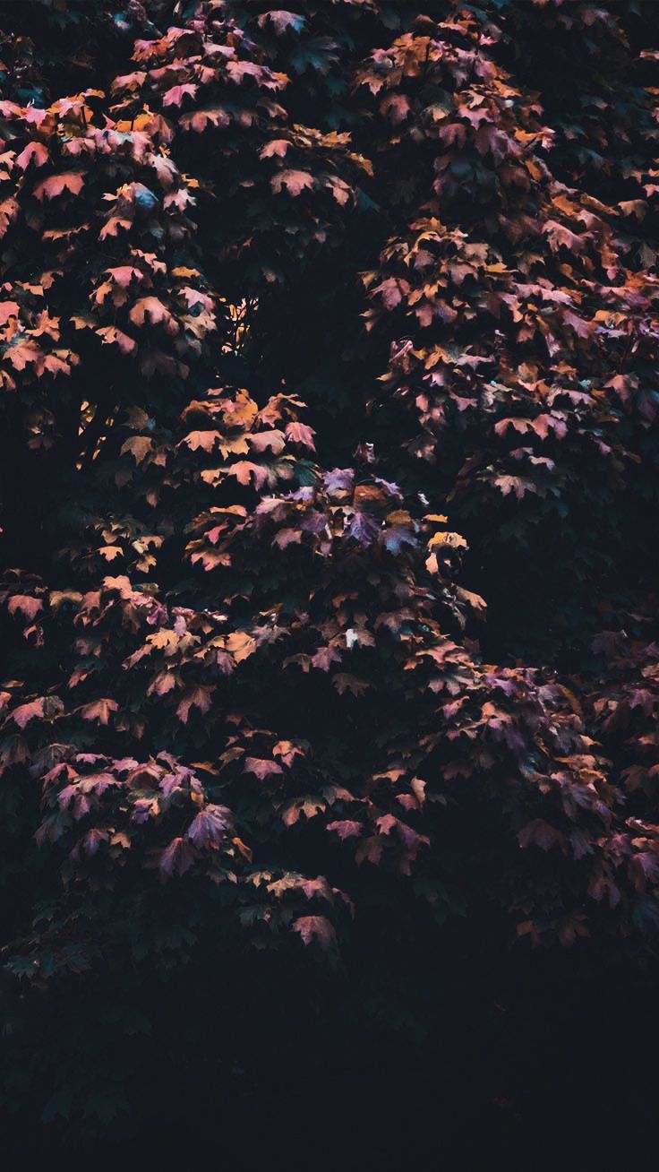 Blüten, Dunkel, Strauch, Nacht, iPhone Air, Hintergrundbild