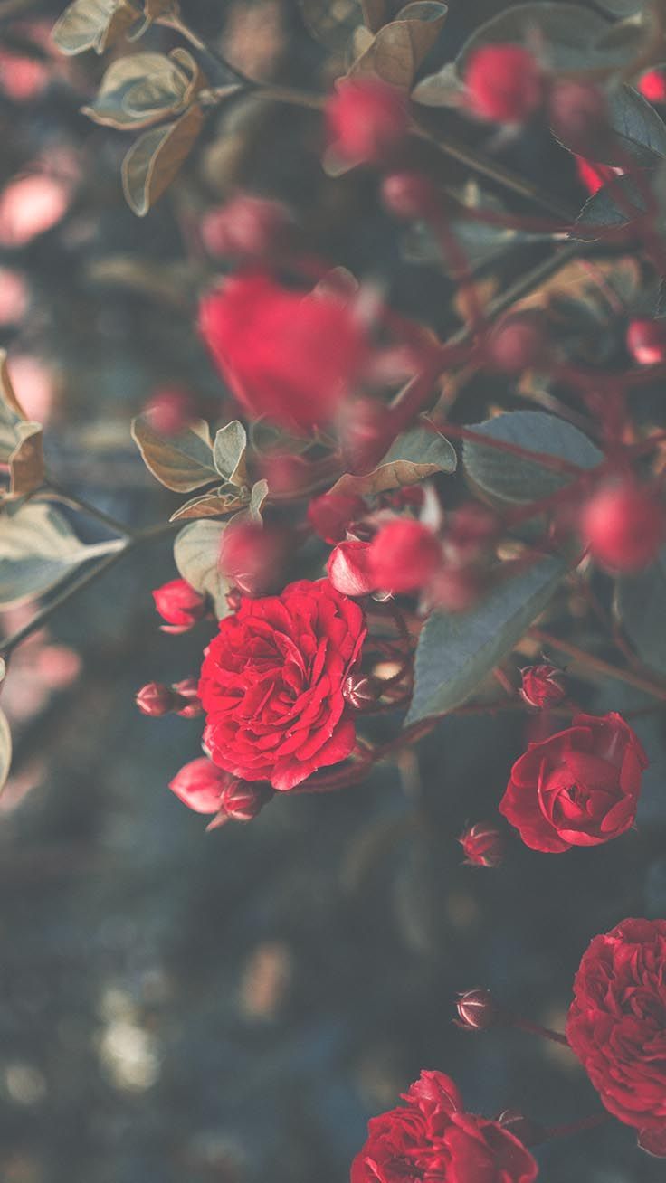 Rote Rosen, Rosenstrauch, Dunkelgrün, Nahaufnahme, iPhone-Air-Sperrbildschirm