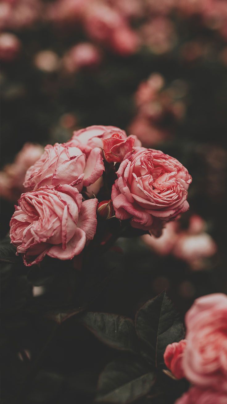 Rosa Rosen, Dunkler Hintergrund, Nahaufnahme, iPhone Air, Wallpaper