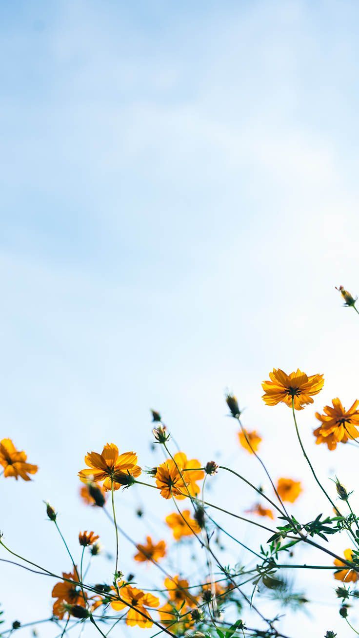 Gelbe Wildblumen, Himmel, Hellblau, Sommer, iPhone-Air-Wallpaper