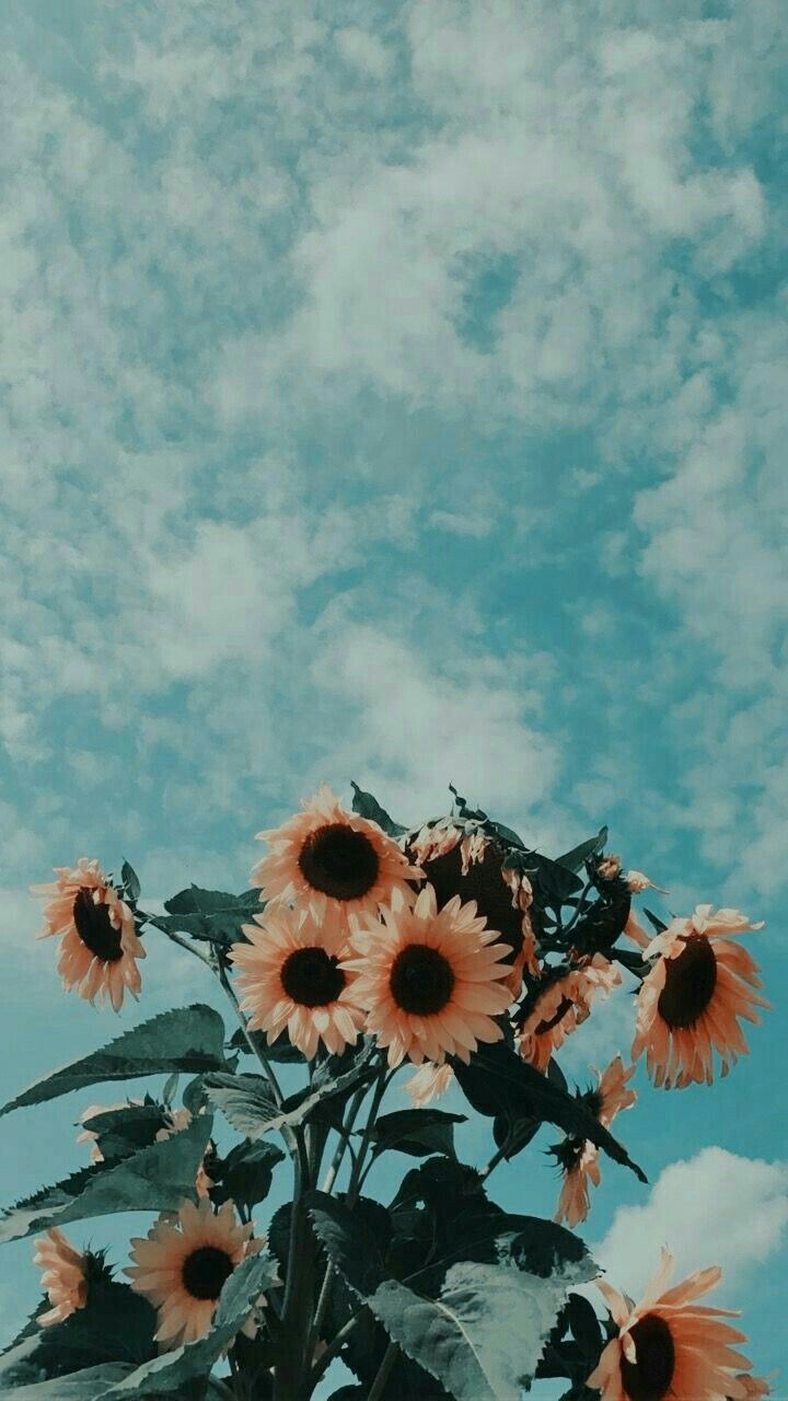 Sonnenblumen, Wolken, Blauer Himmel, Froschperspektive, HD, Handy-Hintergrund im Hochformat