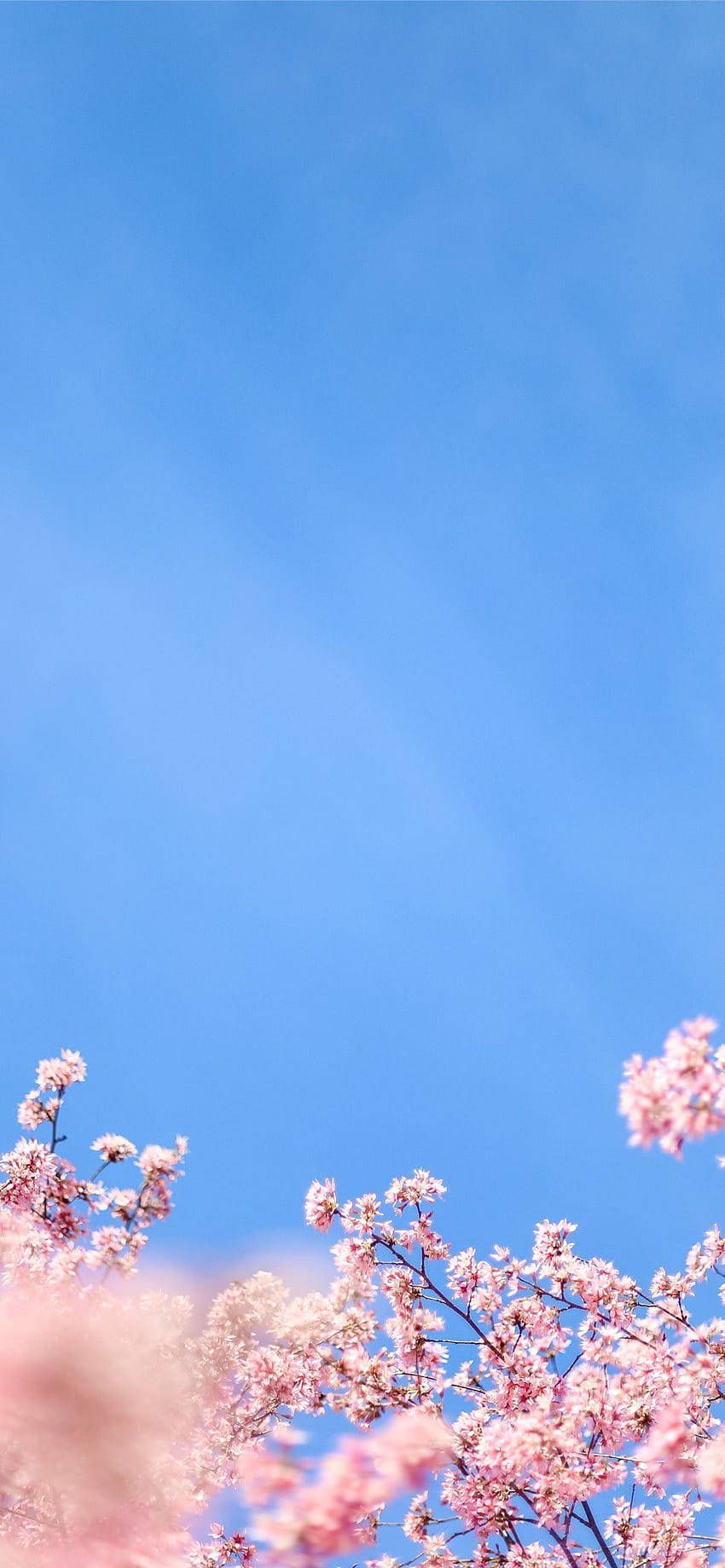 Kirschblüten, Blauer Himmel, Frühling, Minimalistisch, iPhone Air, Handy-Hintergrund