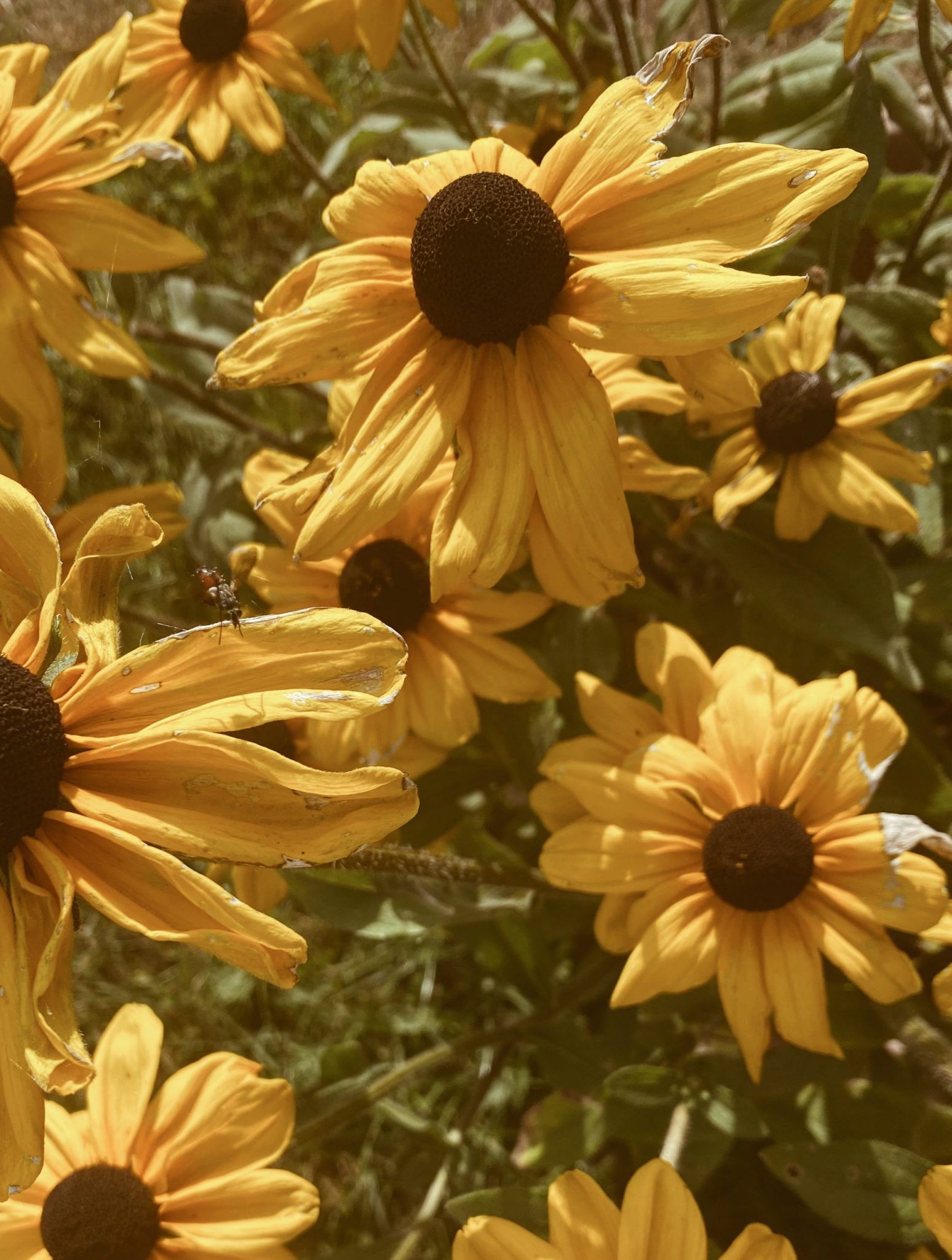Sonnenblumen, Gelb, Blumen, Warme Töne, Natur, QHD+, Hintergrundbild fürs Tablet