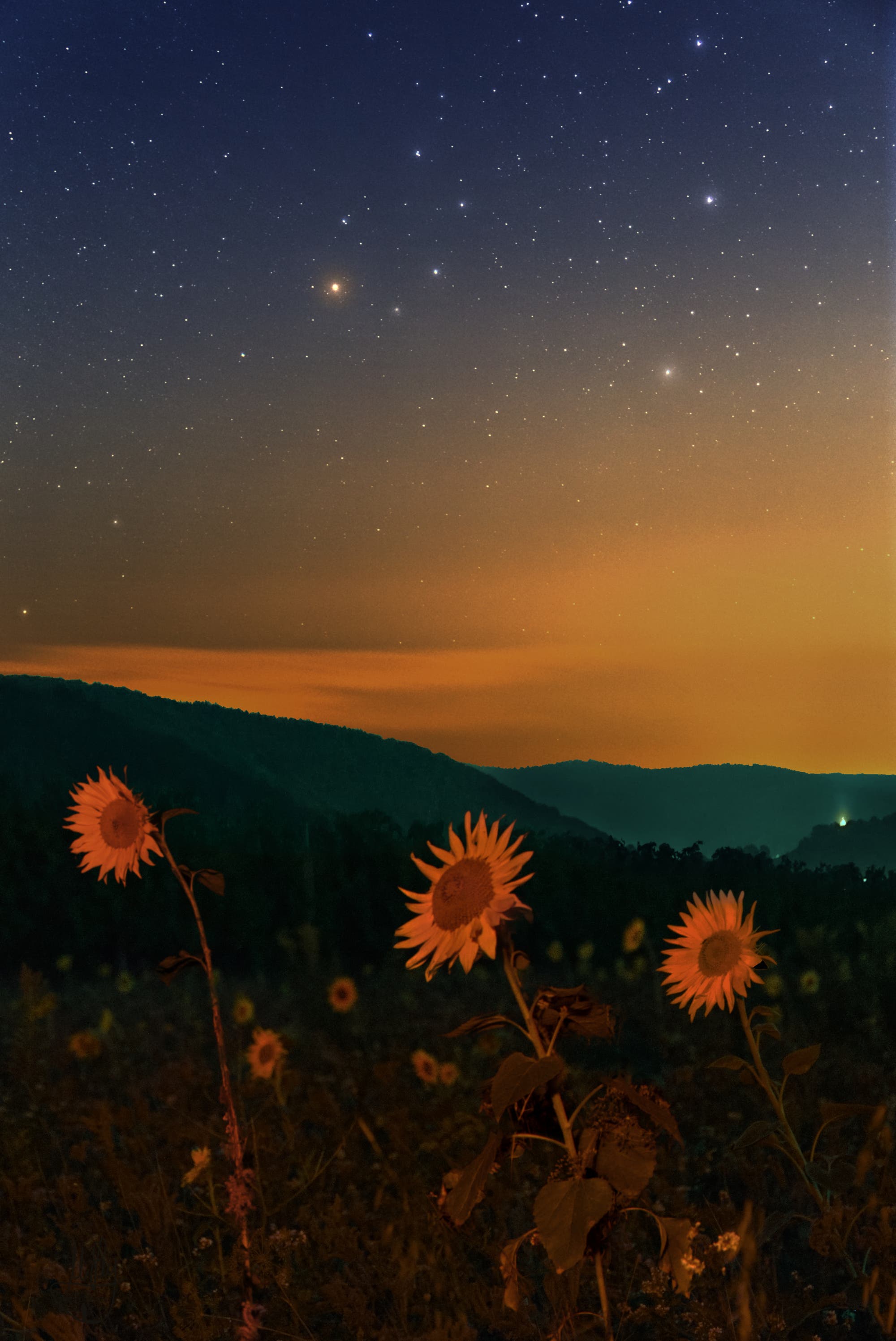 Sonnenblumen, Dämmerung, Sterne, Hügel, Abendhimmel, QHD+, iPad-Hintergrundbild