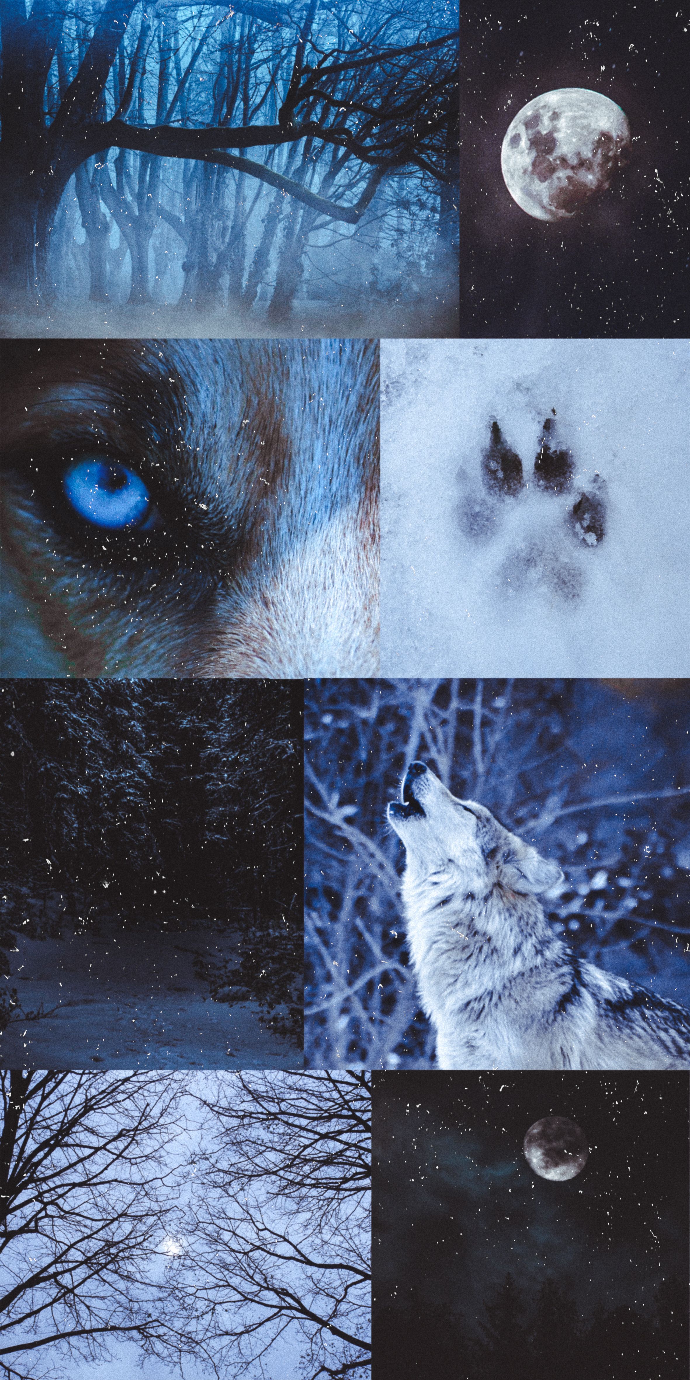 Collage, Wolf, Blaue Augen, Vollmond, Pfotenabdruck, Blau, QHD+, Handy-Hintergrundbild