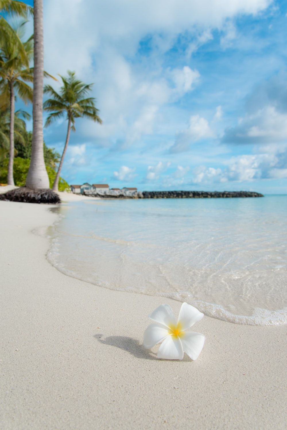 Plumeria, Weißer Sandstrand, Palmen, Blauer Himmel, Wellen, HD, iPad-Hintergrundbild