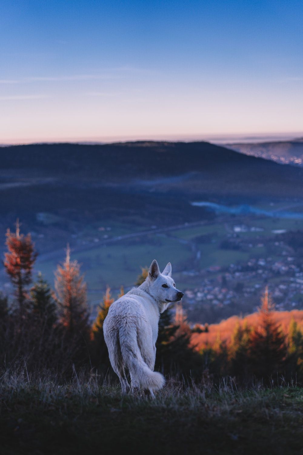 Weißer Wolf, Berglandschaft, Ausblick, Blauer Himmel, Dämmerung, HD, iPhone-Hintergrundbild
