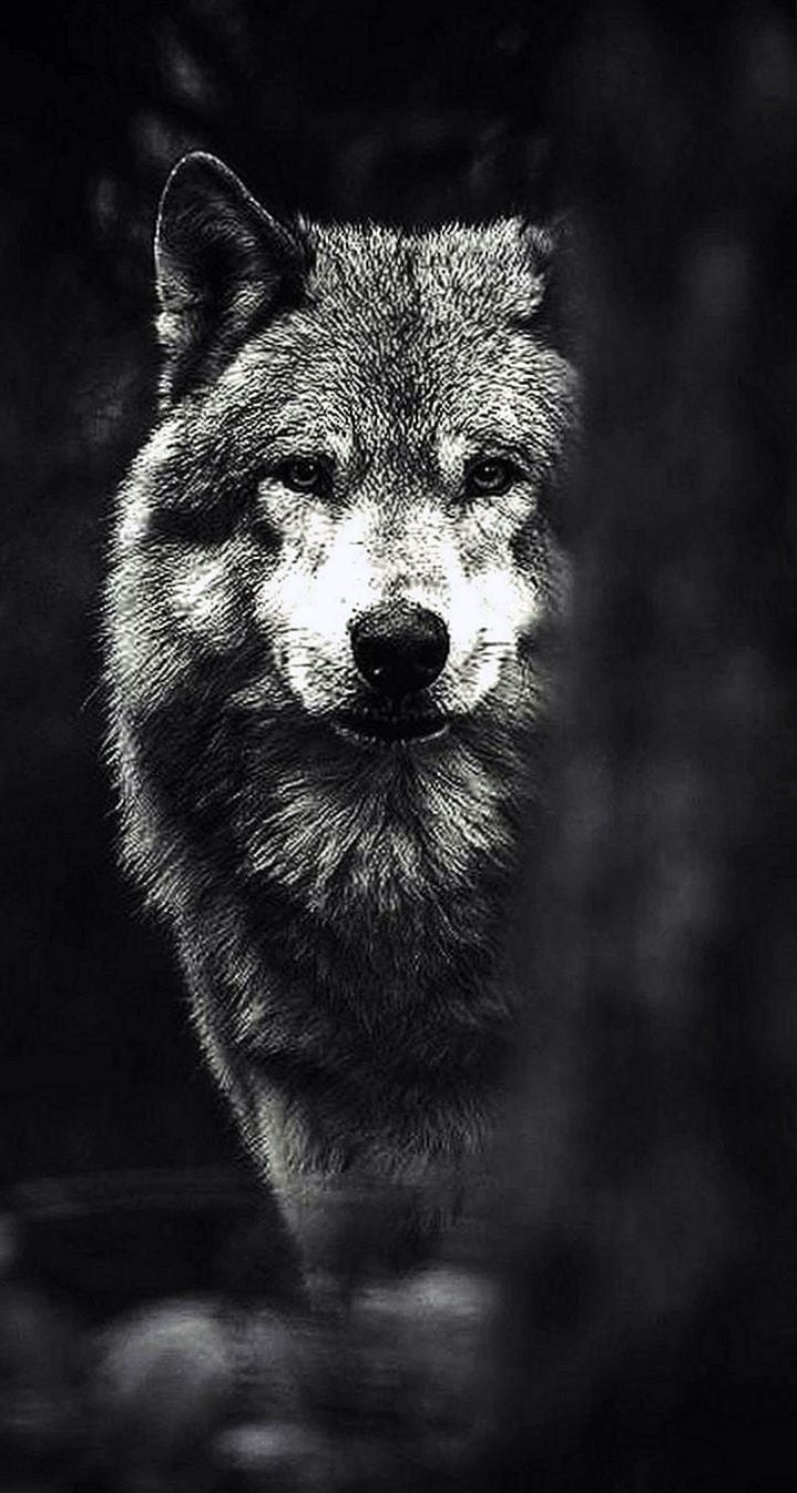 Wolf, Porträt, Schwarz-Weiß, Dunkler Hintergrund, Blick, Sperrbildschirm fürs iPhone
