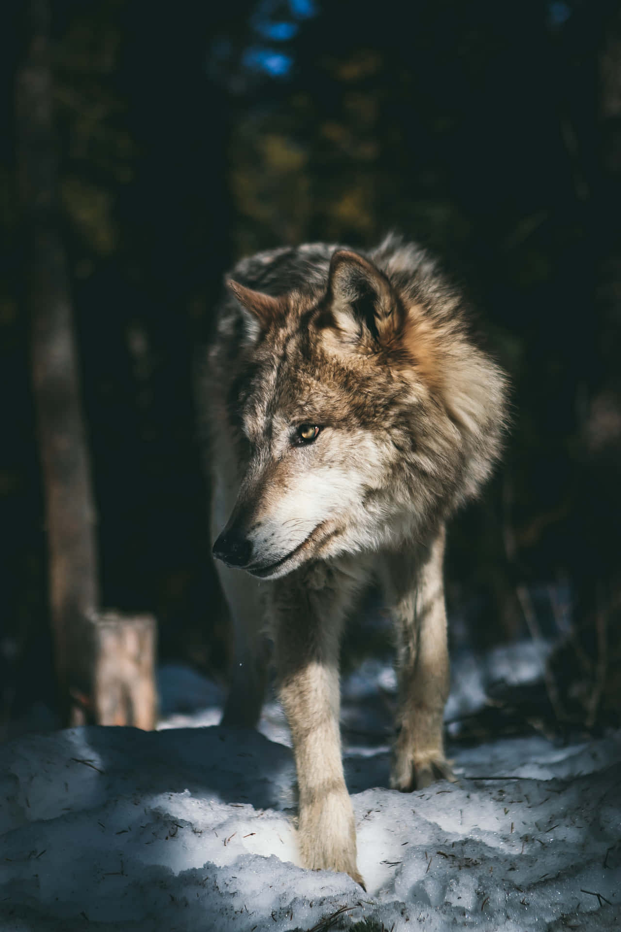 Grauwolf, Wald, Schnee, Nacht, Tierfotografie, Hintergrundbild für iPhone und Android