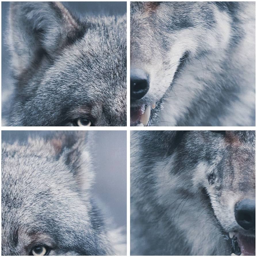 Grauwolf, Collage, Fell, Nahaufnahme, Grau, Hintergrundbild für iPad und Tablet