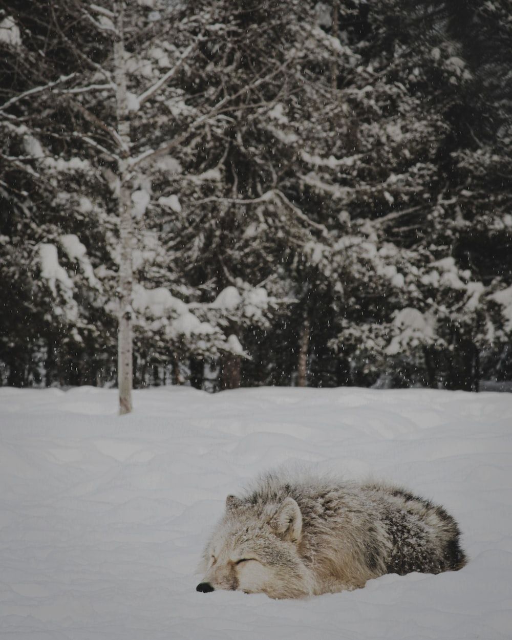 Wolf, Schnee, Ruhend, Winterwald, Tierfotografie, HD, iPad-Hintergrundbild